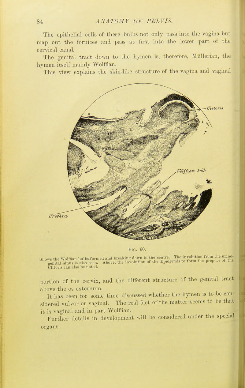 The epithelial cells of these bulbs not only pass into the vagina but map out the fornices and pass at first into the lower part of the cervical canal. The genital tract down to the hymen is, therefore, Miillerian, the hymen itself mainly Wolffian. This view explains the skin-like structure of the vagina and vaginal Cliloris Urethra, Fig. 60. Sl.ows the Wolffian bulbs formed and breaking down in the centre. The involution from the uriuo- gLiial s°nns s 'bo seen. Above, the involution of the Epidermis to form the prepuce of the Clitoris can also be noted. portion of the cervix, and the different structure of the genital tract above the os externum. It has been for some time discussed whether the hymen is to be con- sidered vulvar or vaginal. The real fact of the matter seems to be that it is vaginal and in part Wolffian. Further details in development will be considered under the special organs.