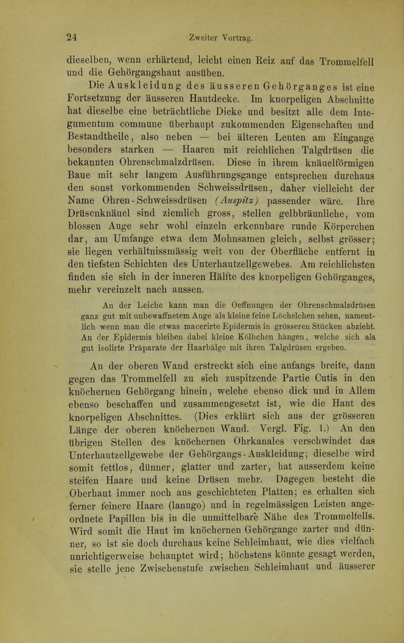 dieselben, wenn erhärtend, leicht einen Reiz auf das Trommelfell und die Gehörgangshaut ausüben. Die Auskleidung des äusseren Gehörganges ist eine Fortsetzung der äusseren Hautdecke. Im knorpeligen Abschnitte hat dieselbe eine beträchtliche Dicke und besitzt alle dem Inte- gumentum commune überhaupt zukommenden Eigenschaften und Bestandteile, also neben — bei älteren Leuten am Eingange besonders starken — Haaren mit reichlichen TalgdrüseD die bekannten Ohrenschmalzdrüsen. Diese in ihrem knäuelförmigen Baue mit sehr langem Ausführungsgange entsprechen durchaus den sonst vorkommenden Schweissdrüsen, daher vielleicht der Name Ohren - Schweissdrüsen (Auspitz) passender wäre. Ihre Drüsenknäuel sind ziemlich gross, stellen gelbbräunliche, vom blossen Auge sehr wohl einzeln erkennbare runde Körperchen dar, am Umfange etwa dem Mohnsamen gleich, selbst grösser; sie liegen verhältnissmässig weit von der Oberfläche entfernt in den tiefsten Schichten des Unterhautzellgewebes. Am reichlichsten finden sie sich in der inneren Hälfte des knorpeligen Gehörganges, mehr vereinzelt nach aussen. An der Leiche kann man die Oeffnungen der Ohrenschmalzdrüsen ganz gut mit unbewaffnetem Auge als kleine feine Löchelchen sehen, nament- lich wenn man die etwas macerirte Epidermis in grösseren Stücken abzieht. An der Epidermis bleiben dabei kleine Kölbchen hängen, welche sich als gut isolirte Präparate der Haarbälge mit ihren Talgdrüsen ergeben. An der oberen Wand erstreckt sich eine anfangs breite, dann gegen das Trommelfell zu sich zuspitzende Partie Cutis in den knöchernen Gehörgang hinein, welche ebenso dick und in Allem ebenso beschaffen und zusammengesetzt ist, wie die Haut des knorpeligen Abschnittes. (Dies erklärt sich aus der grösseren Länge der oberen knöchernen Wand. Vergl. Fig. 1.) An den übrigen Stellen des knöchernen Ohrkanales verschwindet das Unterhautzellgewebe der Gehörgangs-Auskleidung; dieselbe wird somit fettlos, dünner, glatter und zarter, hat ausserdem keine steifen Haare und keine Drüsen mehr. Dagegen besteht die Oberhaut immer noch aus geschichteten Platten; es erhalten sich ferner feinere Haare (lanugo) und in regelmässigen Leisten ange- ordnete Papillen bis in die unmittelbare Nähe des Trommelfells. Wird somit die Haut im knöchernen Gehörgange zarter und dün- ner, so ist sie doch durchaus keine Schleimhaut, wie dies vielfach unrichtigerweise behauptet wird; höchstens könnte gesagt werden, sie stelle jene Zwischenstufe zwischen Schleimhaut und äusserer