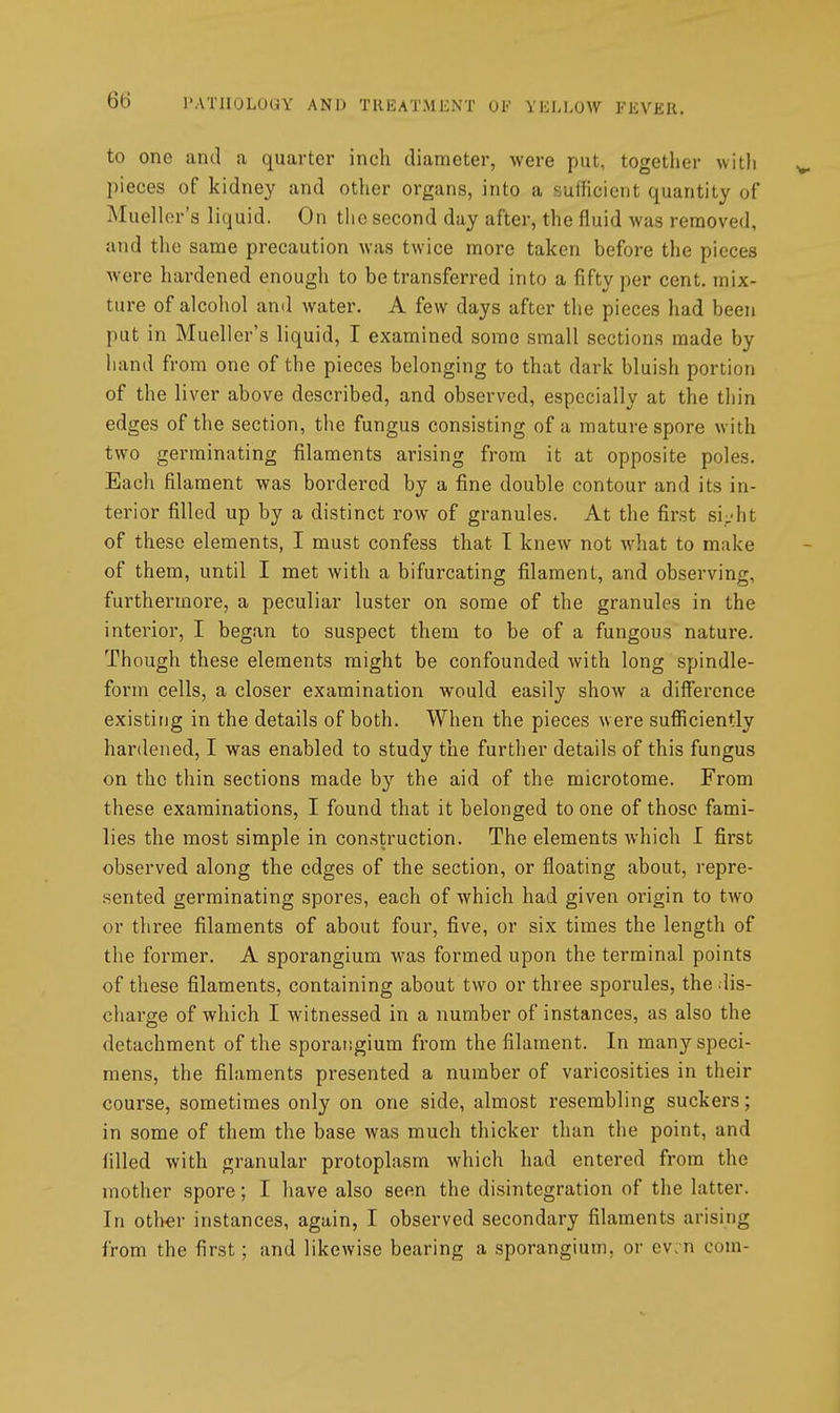 to one and a quarter inch diameter, were put, together with pieces of kidney and other organs, into a sulficient quantity of Mueller's liquid. On the second day after, the fluid was removed, and the same precaution was twice more taken before the pieces were hardened enough to be transferred into a fifty per cent, mix- ture of alcohol and water. A few days after tlie pieces had been put in Mueller's liquid, I examined some small .sections made by hand from one of the pieces belonging to that dark bluish portion of the liver above described, and observed, especially at the thin edges of the section, the fungus consisting of a mature spore with two germinating filaments arising from it at opposite poles. Each filament was bordered by a fine double contour and its in- terior filled up by a distinct row of granules. At the first si-ht of these elements, I must confess that I knew not what to make of them, until I met Avith a bifurcating filament, and observing, furthermore, a peculiar luster on some of the granules in the interior, I began to suspect them to be of a fungous nature. Though these elements might be confounded Avith long spindle- form cells, a closer examination would easily show a difference existing in the details of both. When the pieces were sufficiently hardened, I was enabled to study the further details of this fungus on the thin sections made by the aid of the microtome. From these examinations, I found that it belonged to one of those fami- lies the most simple in construction. The elements which I first observed along the edges of the section, or floating about, repre- sented germinating spores, each of which had given origin to two or three filaments of about four, five, or six times the length of the former. A sporangium was formed upon the terminal points of these filaments, containing about two or three sporules, the dis- charge of which I witnessed in a number of instances, as also the detachment of the sporatigium from the filament. In many speci- mens, the filaments presented a number of varicosities in their course, sometimes only on one side, almost resembling suckers; in some of them the base was much thicker than the point, and iilled with granular protoplasm which had entered from the mother spore; I have also seen the disintegration of the latter. In oth-er instances, again, I observed secondary filaments arising from the first; and likewise bearing a sporangium, or cv, n com-