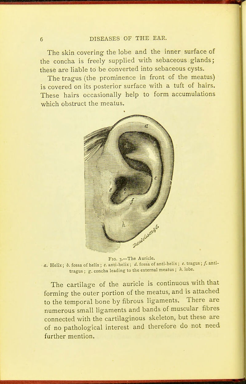 The skin covering the lobe and the inner surface of the concha is freely supplied with sebaceous glands; these are liable to be converted into sebaceous cysts. The tragus (the prominence in front of the meatus) is covered on its posterior surface with a tuft of hairs. These hairs occasionally help to form accumulations which obstruct the meatus. Fig. 3.—The Auricle. a. Helix; i. fossa of helix; c. anti-helix ; rf. fossa of anti-helix; f. tragus;/. anti- tragus ; g-. concha leading to the external meatus ; h. lobe. The cartilage of the auricle is continuous with that forming the outer portion of the meatus, and is attached to the temporal bone by fibrous ligaments. There are numerous small ligaments and bands of muscular fibres connected with the cartilaginous skeleton, but these are of no pathological interest and therefore do not need further mention.