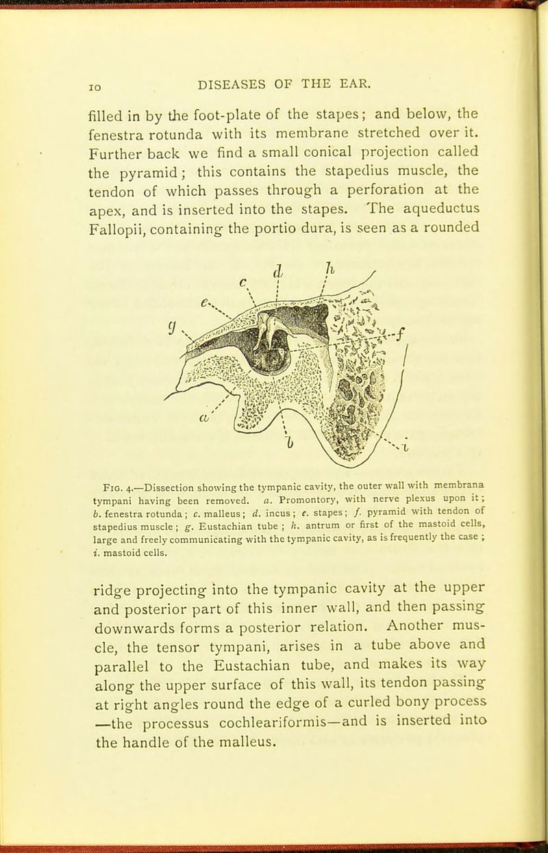 filled in by the foot-plate of the stapes; and below, the fenestra rotunda with its membrane stretched over it. Further back we find a small conical projection called the pyramid; this contains the stapedius muscle, the tendon of which passes through a perforation at the apex, and is inserted into the stapes. The aqueductus Fallopii, containing- the portio dura, is seen as a rounded Fig. 4.—Dissection showing the tympanic cavity, the outer wall with membrana tympani having been removed, a. Promontory, with nerve plexus upon it; i. fenestra rotunda; c. malleus; d. incus; e. stapes; /. pyramid with tendon of stapedius muscle; g. Eustachian tube ; h. antrum or first of the mastoid cells, large and freely communicating with the tympanic cavity, as is frequently the case ; i. mastoid cells. ridge projecting into the tympanic cavity at the upper and posterior part of this inner wall, and then passing downwards forms a posterior relation. Another mus- cle, the tensor tympani, arises in a tube above and parallel to the Eustachian tube, and makes its way along the upper surface of this wall, its tendon passing at right angles round the edge of a curled bony process —the processus cochleariformis—and is inserted into the handle of the malleus.