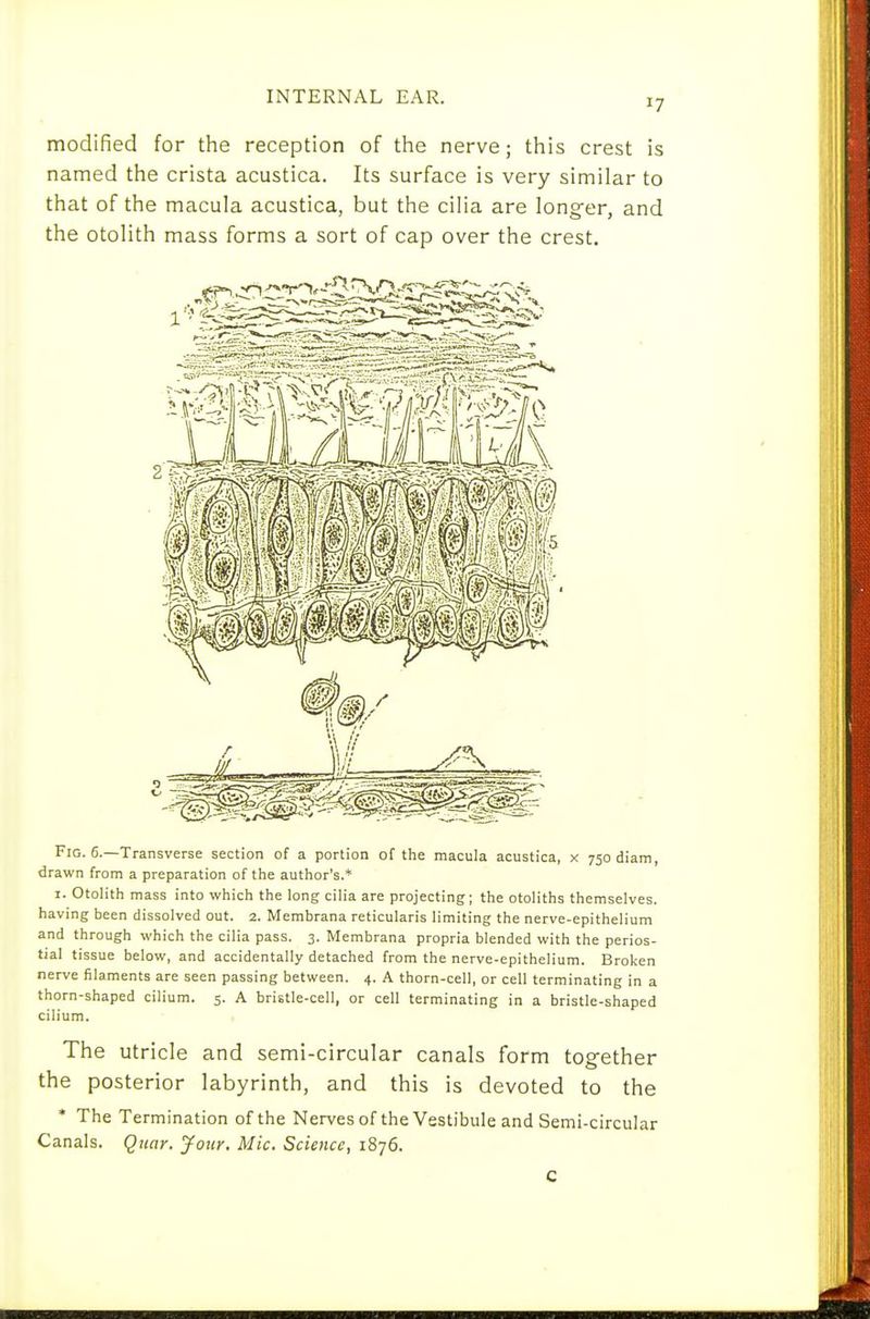 modified for the reception of the nerve; this crest is named the crista acustica. Its surface is very similar to that of the macula acustica, but the cilia are longer, and the otolith mass forms a sort of cap over the crest. Fig. 6.—Transverse section of a portion of tfie macula acustica, x 750 diam, drawn from a preparation of the author's.* I. Otolith mass into which the long cilia are projecting; the otoliths themselves, having been dissolved out. 2. Membrana reticularis limiting the nerve-epithelium and through which the cilia pass. 3. Membrana propria blended with the perios- tial tissue below, and accidentally detached from the nerve-epithelium. Broken nerve filaments are seen passing between. 4. A thorn-cell, or cell terminating in a thorn-shaped cilium. 5. A bristle-cell, or cell terminating in a bristle-shaped cilium. The utricle and semi-circular canals form together the posterior labyrinth, and this is devoted to the * The Termination of the Nervesof the Vestibule and Semi-circular Canals. Quar. Jour. Mic. Science, 1876. C