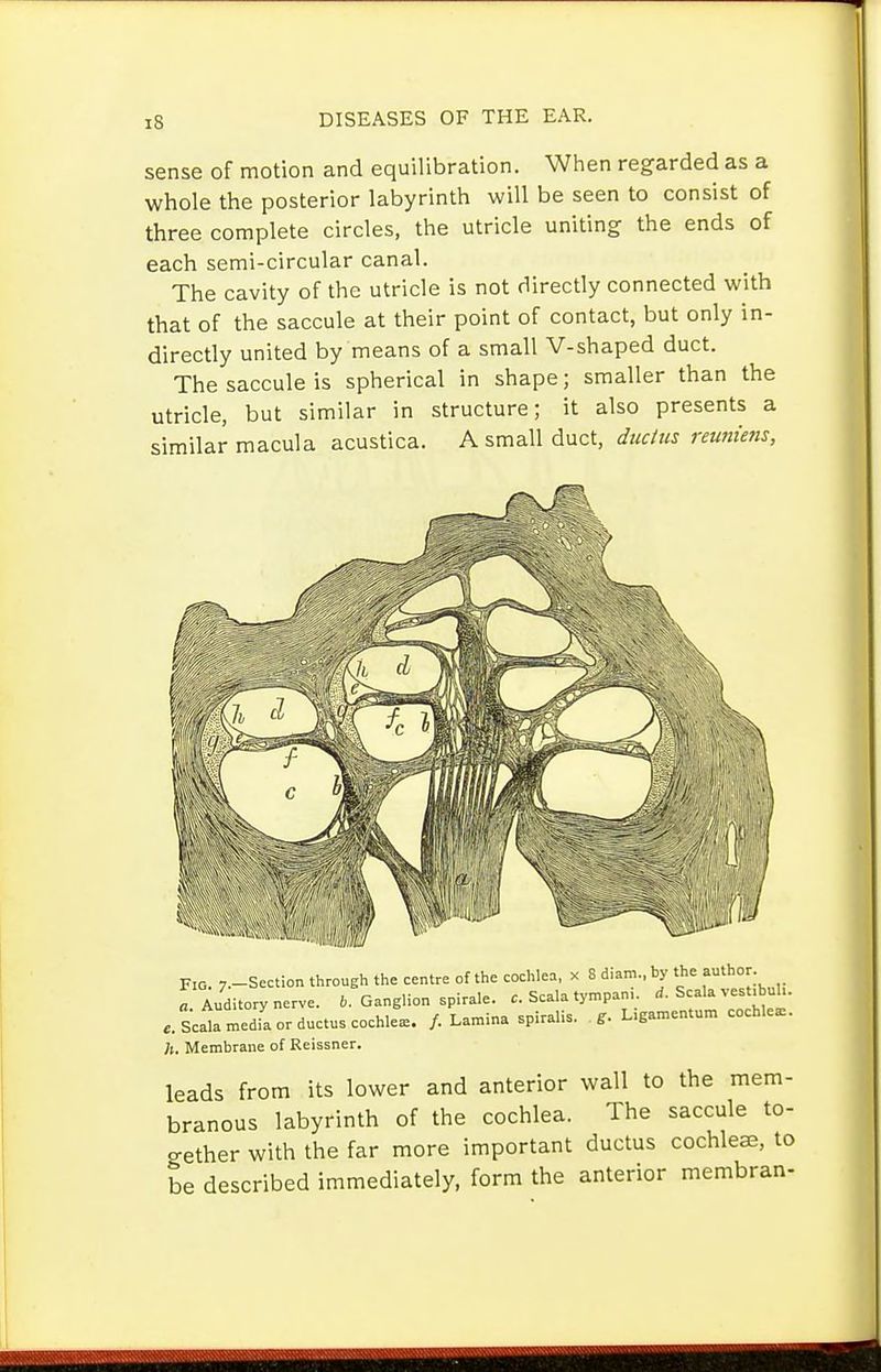 sense of motion and equilibration. When regarded as a whole the posterior labyrinth will be seen to consist of three complete circles, the utricle uniting the ends of each semi-circular canal. The cavity of the utricle is not directly connected with that of the saccule at their point of contact, but only in- directly united by means of a small V-shaped duct. The saccule is spherical in shape; smaller than the utricle, but similar in structure; it also presents a similar macula acustica. A small duct, ductus reuniens, Fio. 7.-Section through the centre of the cochlea, x 8 d.am., by the atho . «. Auditory nerve. 6. Ganglion spirale. c. Scala tympan, S'- .. ScaU media or ductus cochlear. /. Lamina spiralis. . L.gamentum cochlear. /(. Membrane of Reissner. leads from its lower and anterior wall to the mem- branous labyrinth of the cochlea. The saccule to- o-ether with the far more important ductus cochleae, to be described immediately, form the anterior membran-