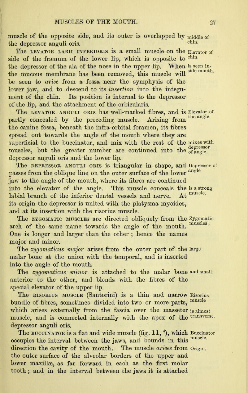 muscle of the opposite side, and its outer is overlapped by middle of the depressor anguli oris. chm- The LEVATOR LABII INFERIORIS is a Small muscle on the Elevator of side of the fraenum of the lower lip, which is opposite to chm the depressor of the ala of the nose in the upper lip. When is seen in- the mucous membrane has been removed, this muscle will be seen to arise from a fossa near the symphysis of the lower jaw, and to descend to its insertion into the integu- ment of the chin. Its position is internal to the depressor of the lip, and the attachment of the orbicularis. The levator anguli oris has well-marked fibres, and is Elevator of partly concealed by the preceding muscle. Arising from the angle the canine fossa, beneath the infra-orbital foramen, its fibres spread out towards the angle of the mouth where they are superficial to the buccinator, and mix with the rest of the mixes witli muscles, but the greater number are continued into the of^gie^ depressor anguli oris and the lower lip. The depressor anguli oris is triangular in shape, and Depressor of passes from the oblique line on the outer surface of the lower angle jaw to the angle of the mouth, where its fibres are continued into the elevator of the angle. This muscle conceals the is a strong labial branch of the inferior dental vessels and nerve. At musc e' its origin the depressor is united with the platysma myoides, and at its insertion with the risorius muscle. The zygomatic muscles are directed obliquely from the Zygomatic arch of the same name towards the angle of the mouth. One is longer and larger than the other ; hence the names major and minor. The zygomaticus major arises from the outer part of the large malar bone at the union with the temporal, and is inserted into the angle of the mouth. The zygomaticus minor is attached to the malar bone and small, anterior to the other, and blends with the fibres of the special elevator of the upper lip. The risorius muscle (Santorini) is a thin and narrow Risorius bundle of fibres, sometimes divided into two or more parts, muscle which arises externally from the fascia over the masseter jS almost muscle, and is connected internally with the apex of the transvers8- depressor anguli oris. The buccinator is a flat and wide muscle (fig. 11,4), which Buccinator occupies the interval between the jaws, and bounds in this muscle‘ direction the cavity of the mouth. The muscle arises from Origin, the outer surface of the alveolar borders of the upper and lower maxillae, as far forward in each as the first molar tooth; and in the interval between the jaws it is attached