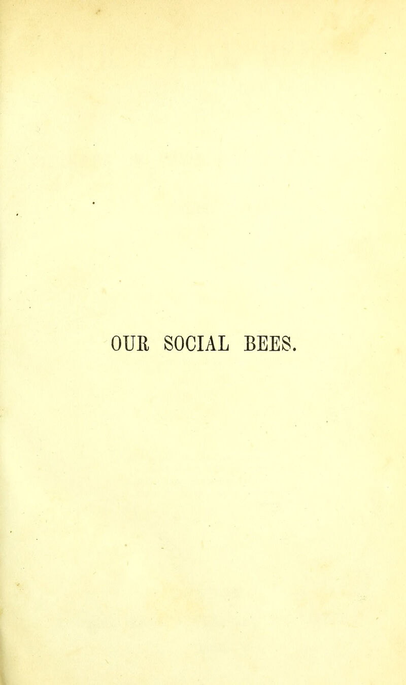 OUR SOCIAL BEES.