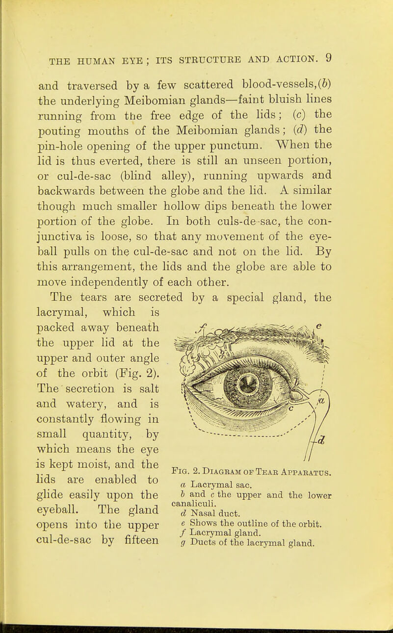and traversed by a few scattered blood-vessels, (6) the underlying Meibomian glands—faint bluish lines running from the free edge of the lids; (c) the pouting mouths of the Meibomian glands; (d) the pin-hole opening of the upper punctum. When the lid is thus everted, there is still an unseen portion, or cul-de-sac (blind alley), running upwards and backwards between the globe and the lid. A similar though much smaller hollow dips beneath the lower portion of the globe. In both culs-de sac, the con- junctiva is loose, so that any movement of the eye- ball pulls on the cul-de-sac and not on the lid. By this arrangement, the lids and the globe are able to move independently of each other. The tears are secreted by a special gland, the lacrymal, which is packed away beneath the upper lid at the upper and outer angle of the orbit (Fig. 2). The secretion is salt and watery, and is constantly flowing in small quantity, by which means the eye is kept moist, and the lids are enabled to glide easily upon the eyeball. The gland opens into the upper cul-de-sac by fifteen Fig. 2. Diagram of Tear Apparatus. a Lacrymal sac. b and c the upper and the lower canaliculi. d Nasal duct. e Shows the outline of the orbit. / Lacrymal gland. g Ducts of the lacrymal gland.