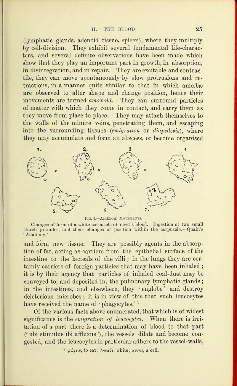 (lymphatic glands, adenoid tissue, spleen), where they multiply by cell-division. They exhibit several fundamental life-charac- ters, and several definite observations have been made which show that they play an important part in growth, in absorption, in disintegration, and in repair. They are excitable and contrac- tile, they can move spontaneously by slow protrusions and re- tractions, in a manner quite similar to that in which amoebae are observed to alter shape and change position, hence their movements are termed amoeboid. They can surround particles of matter with which they come in contact, and carry them as they move from place to place. They may attach themselves to the walls of the minute veins, penetrating them, and escaping into the surrounding tissues {emigration or diapedesis), where they may accumulate and form an abscess, or become organised 1. 2. 3 4 Fig. 6.—Amceeoid Mo^'^:MENTS. Changes of form of a white corpuscle of newt's blood. Ingestion of two small starch granules, and their changes of position within the corpuscle.—Quain's ' Anatomy.' and form new tissue. They are possibly agents in the absorp- tion of fat, acting as carriers from the epithelial surface of the intestine to the lacteals of the villi; in the lungs they are cer- tainly carriers of foreign particles that may have been inhaled ; it is by their agency that particles of inhaled coal-dust may be conveyed to, and deposited in, the pulmonary lymphatic glands; in the intestines, and elsewhere, they ' englobe' and destroy deleterious microbes ; it is in view of this that such leucocytes have received the name of ' phagocytes.' ^ Of the various facts above enumerated, that which is of widest significance is the emigration of leucocytes. When there is irri- tation of a part there is a determination of blood to that part (' ubi stimulus ibi affiuxus '), the vessels dilate and become con- gested, and the leucocytes in particular adhere to the vessel-walls, ^ (payeiv, to eat; Aeu/cds, white; kvtos, a cell.