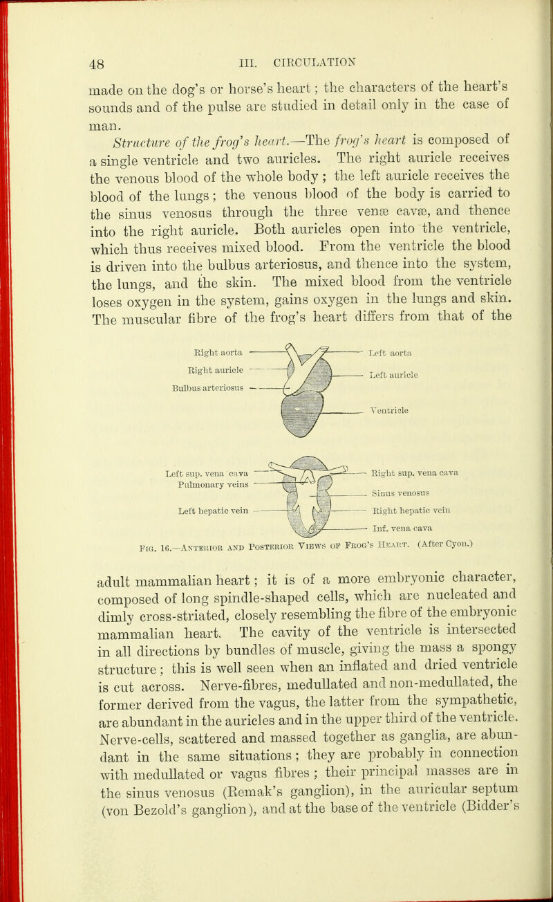 made on the dog's or horse's heart; the characters of the heart's sounds and of the pulse are studied m detail only in the case of man. Structure of the frog's heart.^The frofs heart is composed of a single ventricle and two auricles. The right auricle receives the venous blood of the whole body ; the left auricle receives the blood of the lungs ; the venous blood of the body is carried to the sinus venosus through the three venfe cava3, and thence into the right auricle. Both auricles open into the ventricle, which thus receives mixed blood. From the ventricle the blood is driven into the bulbus arteriosus, and thence into the system, the lungs, and the skin. The mixed blood from the ventricle loses oxygen in the system, gains oxygen in the lungs and skin. The muscular fibre of the frog's heart differs from that of the Pdght aorta Eight auricle — Bulbus arteriosus — Left sup. vena cava ^^^IsZTTX'^^^ Eight sup. vena cava Pulmonary veins ^ Sinus venosus Left hepatic vein j ■; Eight hepatic vein Inf. vena cava Pia. 16.—Anteiuoe and Posteeiok Views of Frog's Heakt. (After Cyon.) adult mammahan heart; it is of a more embryonic character, composed of long spindle-shaped cells, which are nucleated and dimly cross-striated, closely resembling the fibre of the embryonic mammahan heart. The cavity of the ventricle is intersected in all directions by bundles of muscle, giving the mass a spongy structure; this is well seen when an inflated and dried ventricle is cut across. Nerve-fibres, medullated and non-medullated, the former derived from the vagus, the latter from the sympathetic, are abundant in the auricles and in the upper third of the ventricle. Nerve-cehs, scattered and massed together as ganglia, are abun- dant in the same situations; they are probably in connection with meduhated or vagus fibres ; their principal masses are in the sinus venosus (Eemak's ganglion), in the auricular septum (von Bezold's ganglion), and at the base of the ventricle (Bidder's