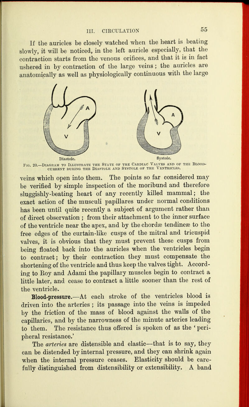 If the auricles be closely watched when the heart is beating slowly, it will be noticed, in the left auricle especially, that the contraction starts from the venous orifices, and that it is in fact ushered in by contraction of the large veins ; the auricles are anatomically as well as physiologically continuous with the large Diastole. Systole. FlCt. 20.—Diagram to Illxtstoate the State of the Cardiac Valves and oi? the Blood- CURRENT DURING THE DIASTOLE AND SYSTOLE OP THE VENTRICLES. veins which open into them. The points so far considered may be verified by simple inspection of the moribund and therefore sluggishly-beating heart of any recently killed mammal; the exact action of the musculi papillares under normal conditions has been until quite recently a subject of argument rather than of direct observation ; from their attachment to the inner surface of the ventricle near the apex, and by the chordae tendinese to the free edges of the curtain-like cusps of the mitral and tricuspid valves, it is obvious that they must prevent these cusps from being floated back into the auricles when the ventricles begin to contract; by their contraction they must compensate the shortening of the ventricle and thus keep the valves tight. Accord- ing to Eoy and Adami the papillary muscles begin to contract a little later, and cease to contract a little sooner than the rest of the ventricle. Blood-pressure.—At each stroke of the ventricles blood is driven into the arteries ; its passage into the veins is impeded by the friction of the mass of blood against the walls of the capillaries, and by the narrowness of the minute arteries leading to them. The resistance thus offered is spoken of as the ' peri- pheral resistance.' The arteries are distensible and elastic—that is to say, they can be distended by internal pressure, and they can shrink again when the internal pressure ceases. Elasticity should be care- fully distinguished from distensibility or extensibility. A band