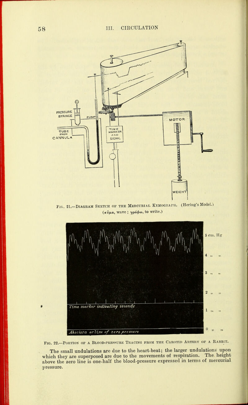 Fig. 21,—Diagkam Sketch of the Mercurial Kymografh. (Hering's (xCjaa, wave ; ypd<j)(a, to write.) A A Alt I A An [ V \| V V \\ Time marktr indicating seconds Aiscissa orlinc of zero pressure 5 cm. Kg 4 „ 2 „ 0 „ Fig. 22.—Portion of a Blood-rressure Tracing from the Carotid Artery of a Eabbit. The small undulations are due to the heart-beat; the larger undulations upon which they are superposed are due to the movements of respiration. The height above the zero line is one-half the blood-pressure expressed in terms of mercurial pressure.