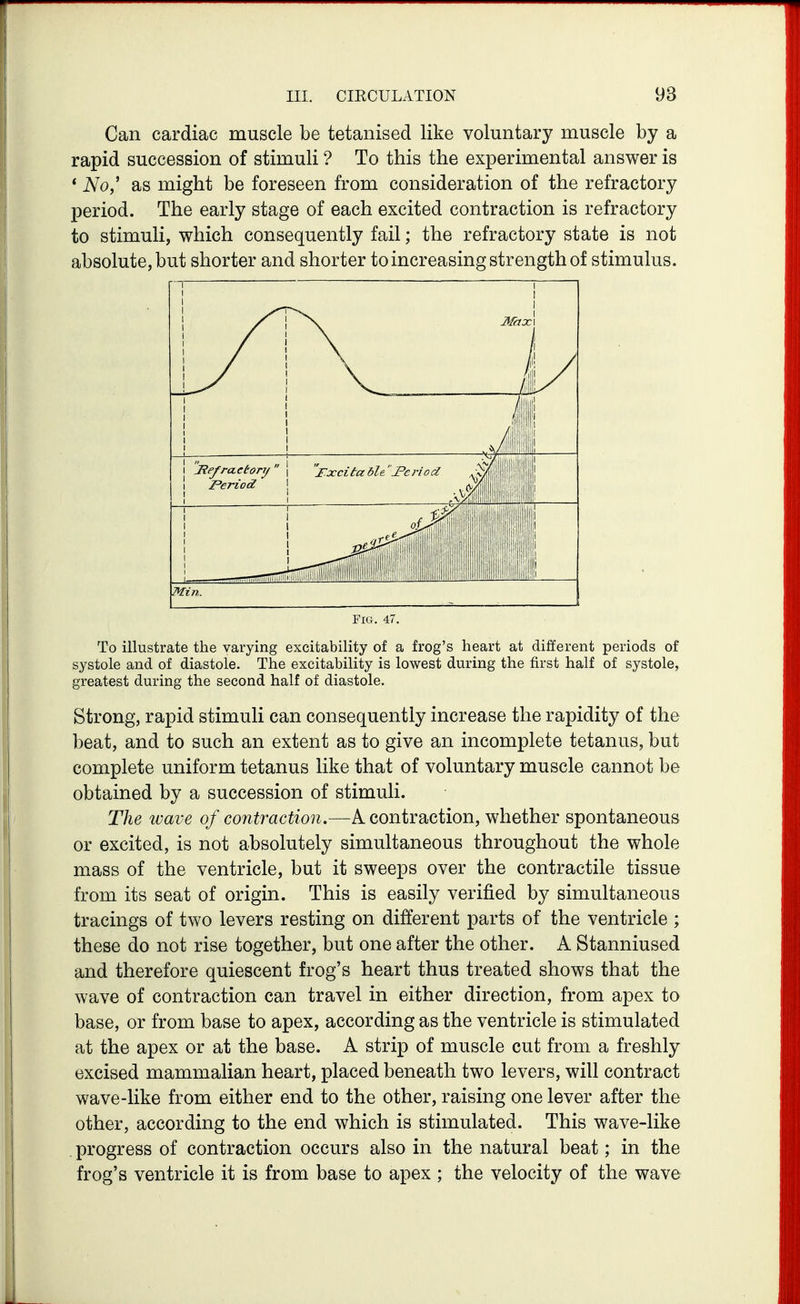 Can cardiac muscle be tetanised like voluntary muscle by a rapid succession of stimuli ? To this the experimental answer is ' No,' as might be foreseen from consideration of the refractory period. The early stage of each excited contraction is refractory to stimuli, which consequently fail; the refractory state is not absolute, but shorter and shorter to increasing strength of stimulus. 1 1 \ /III i ,Jii Jiefraetonj \ r.xcitabW'JPeriod Period \ , (vi i mn. Fig. 47. To illustrate the varying excitability of a frog's heart at different periods of systole and of diastole. The excitability is lowest during the first half of systole, greatest during the second half of diastole. Strong, rapid stimuli can consequently increase the rapidity of the beat, and to such an extent as to give an incomplete tetanus, but complete uniform tetanus like that of voluntary muscle cannot be obtained by a succession of stimuli. The wave of contraction.—A contraction, whether spontaneous or excited, is not absolutely simultaneous throughout the whole mass of the ventricle, but it sweeps over the contractile tissue from its seat of origin. This is easily verified by simultaneous tracings of two levers resting on different parts of the ventricle ; these do not rise together, but one after the other. A Stanniused and therefore quiescent frog's heart thus treated shows that the wave of contraction can travel in either direction, from apex to base, or from base to apex, according as the ventricle is stimulated at the apex or at the base. A strip of muscle cut from a freshly excised mammalian heart, placed beneath two levers, will contract wave-like from either end to the other, raising one lever after the other, according to the end which is stimulated. This wave-like . progress of contraction occurs also in the natural beat; in the frog's ventricle it is from base to apex ; the velocity of the wave