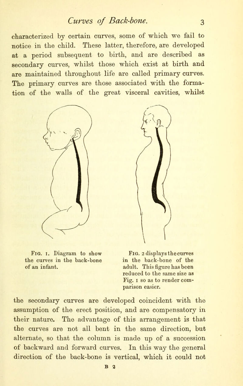 characterized by certain curves, some of which we fail to notice in the child. These latter, therefore, are developed at a period subsequent to birth, and are described as secondary curves, whilst those which exist at birth and are maintained throughout life are called primary curves. The primary curves are those associated with the forma- tion of the walls of the great visceral cavities, whilst Fig. I. Diagram to show Fig. 2 displays the curves the curves in the back-bone in the back-bone of the of an infant. adult. This figure has been reduced to the same size as Fig. I so as to render com- parison easier. the secondary curves are developed coincident with the assumption of the erect position, and are compensatory in their nature. The advantage of this arrangement is that the curves are not all bent in the same direction, but alternate, so that the column is made up of a succession of backward and forward curves. In this way the general direction of the back-bone is vertical, which it could not B 2