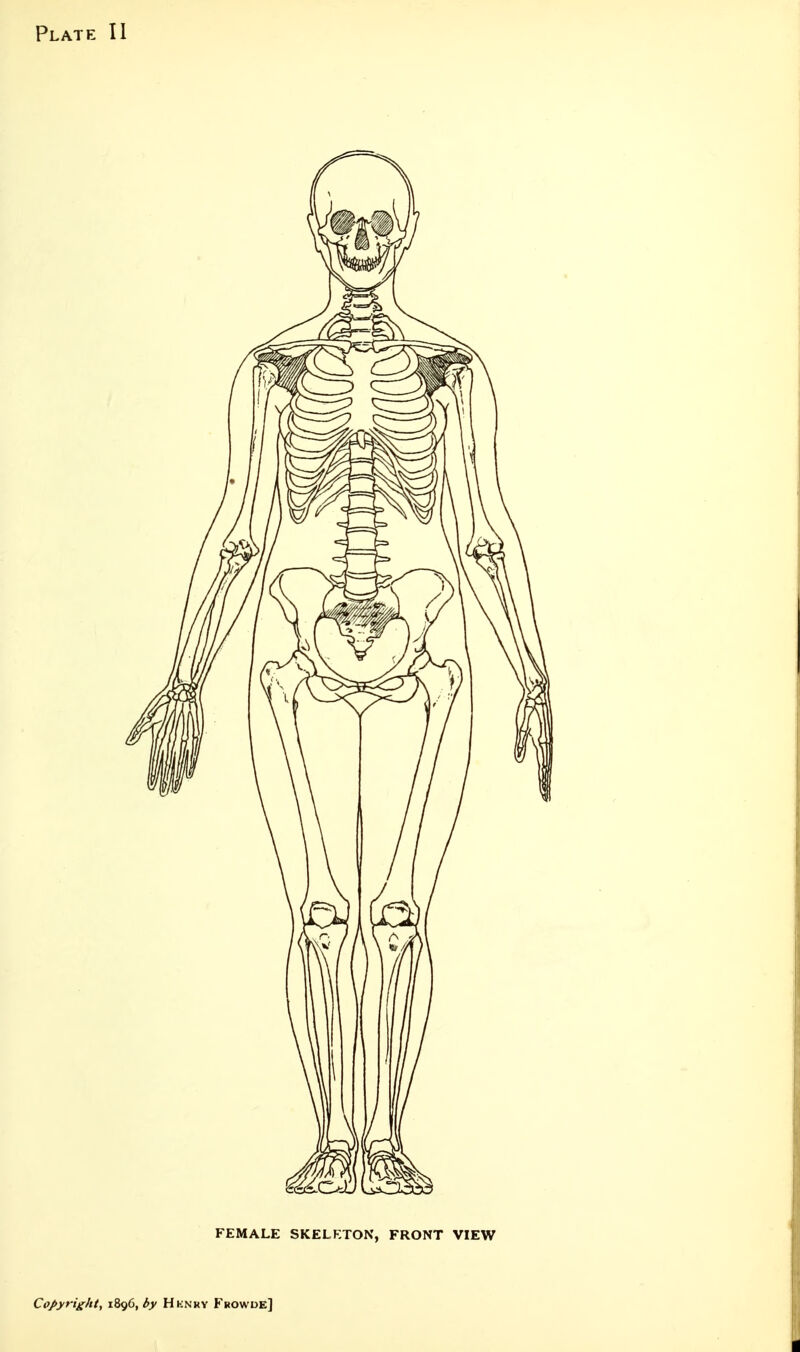 FEMALE SKELKTON, FRONT VIEW