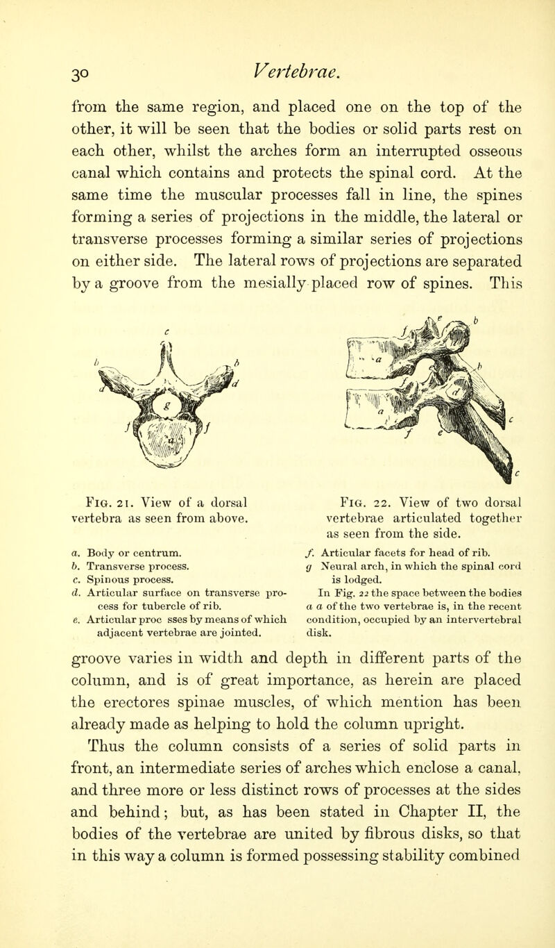 from the same region, and placed one on the top of the other, it will be seen that the bodies or solid parts rest on each other, whilst the arches form an interrupted osseous canal which contains and protects the spinal cord. At the same time the muscular processes fall in line, the spines forming a series of projections in the middle, the lateral or transverse processes forming a similar series of projections on either side. The lateral rows of projections are separated by a groove from the mesially placed row of spines. This c Fig. 21. View of a dorsal vertebra as seen from above. a. Body or centrum. h. Transverse process. c. Spinous process. d. Articular surface on transverse pro- cess for tubercle of rib. e. Articular proc sses by means of which adjacent vertebrae are jointed. Fig. 22. View of two dorsal vertebrae articulated together as seen from the side. f. Articular facets for head of rib. g Xeural arch, in which the spinal cord is lodged. In Fig. 22 the space between the bodies a a of the two vertebrae is, in the recent condition, occupied by an intervertebral disk. groove varies in width and depth in different parts of the column, and is of great importance, as herein are placed the erectores spinae muscles, of which mention has been already made as helping to hold the column upright. Thus the column consists of a series of solid parts in front, an intermediate series of arches which enclose a canal, and three more or less distinct rows of processes at the sides and behind; but, as has been stated in Chapter II, the bodies of the vertebrae are united by fibrous disks, so that in this way a column is formed possessing stability combined