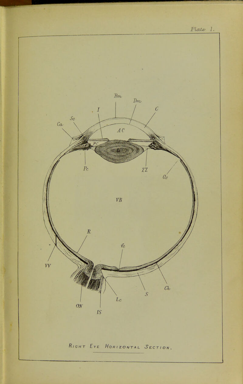 PLale^ 1. Right Eye Horizontal Section.