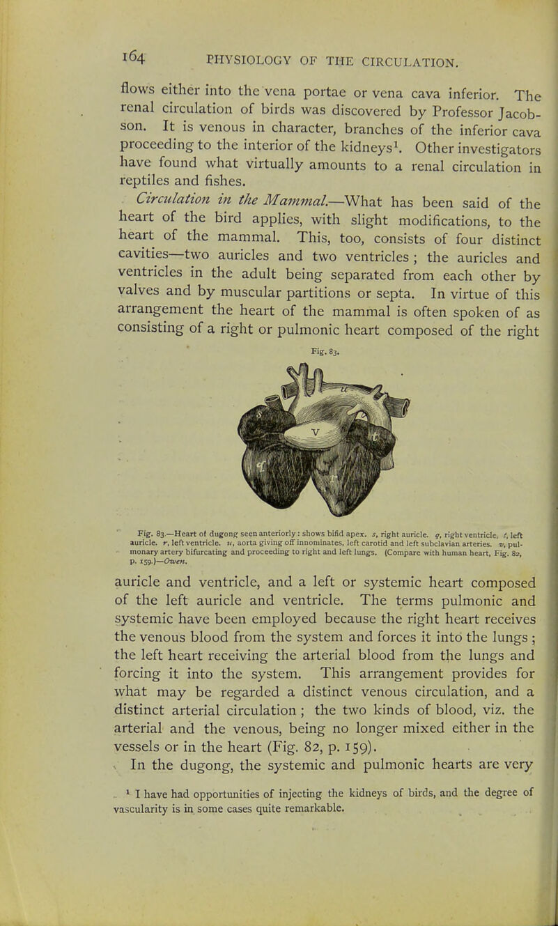 flows either into the vena portae or vena cava inferior. The renal circulation of birds was discovered by Professor Jacob- son. It is venous in character, branches of the inferior cava proceeding to the interior of the kidneys1. Other investigators have found what virtually amounts to a renal circulation in reptiles and fishes. Circulation in the Mamtnal.SNha.t has been said of the heart of the bird applies, with slight modifications, to the heart of the mammal. This, too, consists of four distinct cavities—two auricles and two ventricles ; the auricles and ventricles in the adult being separated from each other by valves and by muscular partitions or septa. In virtue of this arrangement the heart of the mammal is often spoken of as consisting of a right or pulmonic heart composed of the right Fig. 83. Fig. 83.—Heart ol dugong seen anteriorly: shows bifid apex, s, right auricle, q, right ventricle, f, left auricle, r, left ventricle, u, aorta giving off innoniinates, left carotid and left subclavian arteries, v, pul- monary artery bifurcating and proceeding to right and left lungs. (Compare with human heart, Fig. 82, p. 159.)—Owen. auricle and ventricle, and a left or systemic heart composed of the left auricle and ventricle. The terms pulmonic and systemic have been employed because the right heart receives the venous blood from the system and forces it into the lungs ; the left heart receiving the arterial blood from the lungs and forcing it into the system. This arrangement provides for what may be regarded a distinct venous circulation, and a distinct arterial circulation ; the two kinds of blood, viz. the arterial and the venous, being no longer mixed either in the vessels or in the heart (Fig. 82, p. 159). In the dugong, the systemic and pulmonic hearts are very 1 I have had opportunities of injecting the kidneys of birds, and the degree of vascularity is in some cases quite remarkable.