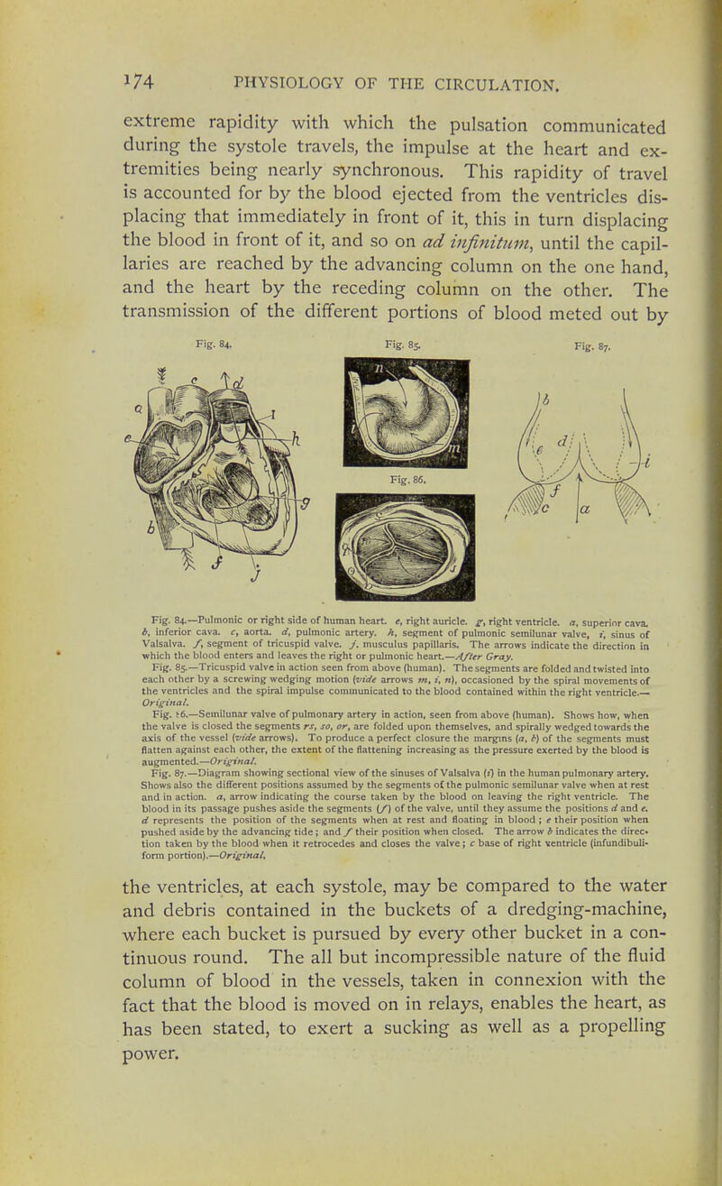 extreme rapidity with which the pulsation communicated during the systole travels, the impulse at the heart and ex- tremities being nearly synchronous. This rapidity of travel is accounted for by the blood ejected from the ventricles dis- placing that immediately in front of it, this in turn displacing the blood in front of it, and so on ad infinitum, until the capil- laries are reached by the advancing column on the one hand, and the heart by the receding column on the other. The transmission of the different portions of blood meted out by Fig. 84. Fig. 85. Fig. 87. Fig. 84.— Pulmonic or right side of human heart, e, right auricle, g, right ventricle, a, superior cava. *, inferior cava, c, aorta, d, pulmonic artery, h, segment of pulmonic semilunar valve, i, sinus of Valsalva. f, segment of tricuspid valve. /, musculus papillaris. The arrows indicate the direction in which the blood enters and leaves the right or pulmonic heart.—After Gray. Fig. 85.—Tricuspid valve in action seen from above (human). The segments are folded and twisted into each other by a screwing wedging motion {vide arrows m, t, n), occasioned by the spiral movements of the ventricles and the spiral impulse communicated to the blood contained within the right ventricle Original. Fig. t6.—Semilunar valve of pulmonary artery in action, seen from above (human). Shows how, when the valve is closed the segments rs, so, or, are folded upon themselves, and spirally wedged towards the axis of the vessel (vide arrows). To produce a perfect closure the margins (a, I) of the segments must flatten against each other, the extent of the flattening increasing as the pressure exerted by the blood is augmented.—Original. Fig. 87.—Diagram showing sectional view of the sinuses of Valsalva (i) in the human pulmonary artery. Shows also the different positions assumed by the segments of the pulmonic semilunar valve when at rest and in action, a, arrow indicating the course taken by the blood on leaving the right ventricle. The blood in its passage pushes aside the segments if) of the valve, until they assume the positions d and e, d represents the position of the segments when at rest and floating in blood ; e their position when pushed aside by the advancing tide; and f their position when closed. The arrow b indicates the direc- tion taken by the blood when it retrocedes and closes the valve J c base of right ventricle (infundibuli- form portion).—Original. the ventricles, at each systole, may be compared to the water and debris contained in the buckets of a dredging-machine, where each bucket is pursued by every other bucket in a con- tinuous round. The all but incompressible nature of the fluid column of blood in the vessels, taken in connexion with the fact that the blood is moved on in relays, enables the heart, as has been stated, to exert a sucking as well as a propelling power.