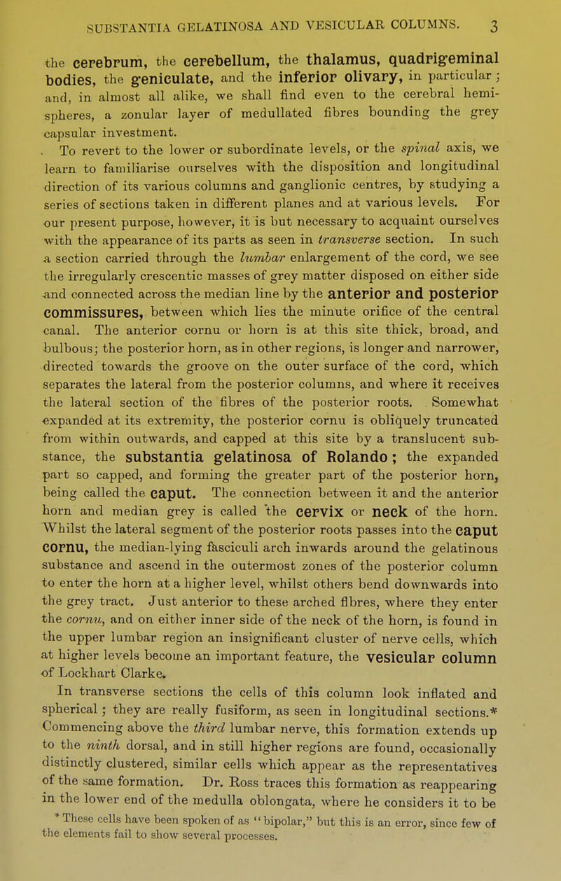 the cerebrum, the cerebellum, the thalamus, quadrig-eminal bodies, the geniculate, and the inferior olivary, in particular; and, in almost all alike, we shall find even to the cerebral hemi- spheres, a zonular layer of medullated fibres bounding the grey capsular investment. . To revert to the lower or subordinate levels, or the spinal axis, we learn to familiarise ourselves with the disposition and longitudinal direction of its various columns and ganglionic centres, by studying a series of sections taken in diflferent planes and at various levels. For our present purpose, however, it is but necessary to acquaint ourselves with the appearance of its parts as seen in transverse section. In such A section carried through the lumbar enlargement of the cord, we see the irregularly crescentic masses of grey matter disposed on either side and connected across the median line by the anterior and posterior commissures, between which lies the minute orifice of the central canal. The anterior cornu or horn is at this site thick, broad, and bulbous; the posterior horn, as in other regions, is longer and narrower, directed towards the groove on the outer surface of the cord, which separates the lateral from the posterior columns, and where it receives the lateral section of the fibres of the posterior roots. Somewhat expanded at its extremity, the posterior cornu is obliquely truncated from within outwai'ds, and capped at this site by a translucent sub- stance, the substantia gelatinosa of Rolando; the expanded part so capped, and forming the greater part of the posterior horn, being called the caput. The connection between it and the anterior horn and median grey is called the cervix or neck of the hoi'n. Whilst the lateral segment of the posterior roots passes into the caput cornu, the median-lying fasciculi arch inwards around the gelatinous substance and ascend in the outermost zones of the posterior column to enter the horn at a higher level, whilst others bend downwards into the grey ti-act. Just anterior to these arched fibres, where they enter the cornu, and on either inner side of the neck of the horn, is found in the upper lumbar region an insignificant cluster of nerve cells, which at higher levels become an important feature, the vesicular COlumn of Lockharfc Clarke, In transverse sections the cells of this column look inflated and spherical; they are really fusiform, as seen in longitudinal sections.* Commencing above the third lumbar nerve, this formation extends up to the ninth dorsal, and in still higher regions are found, occasionally distinctly clustered, similar cells which appear as the representatives of the same formation. Dr. Ross traces this formation as reappearing in the lower end of the medulla oblongata, where he considers it to be * These cells have been spoken of as  bipolar, but this is an error, since few of the elements fail to show several processes.