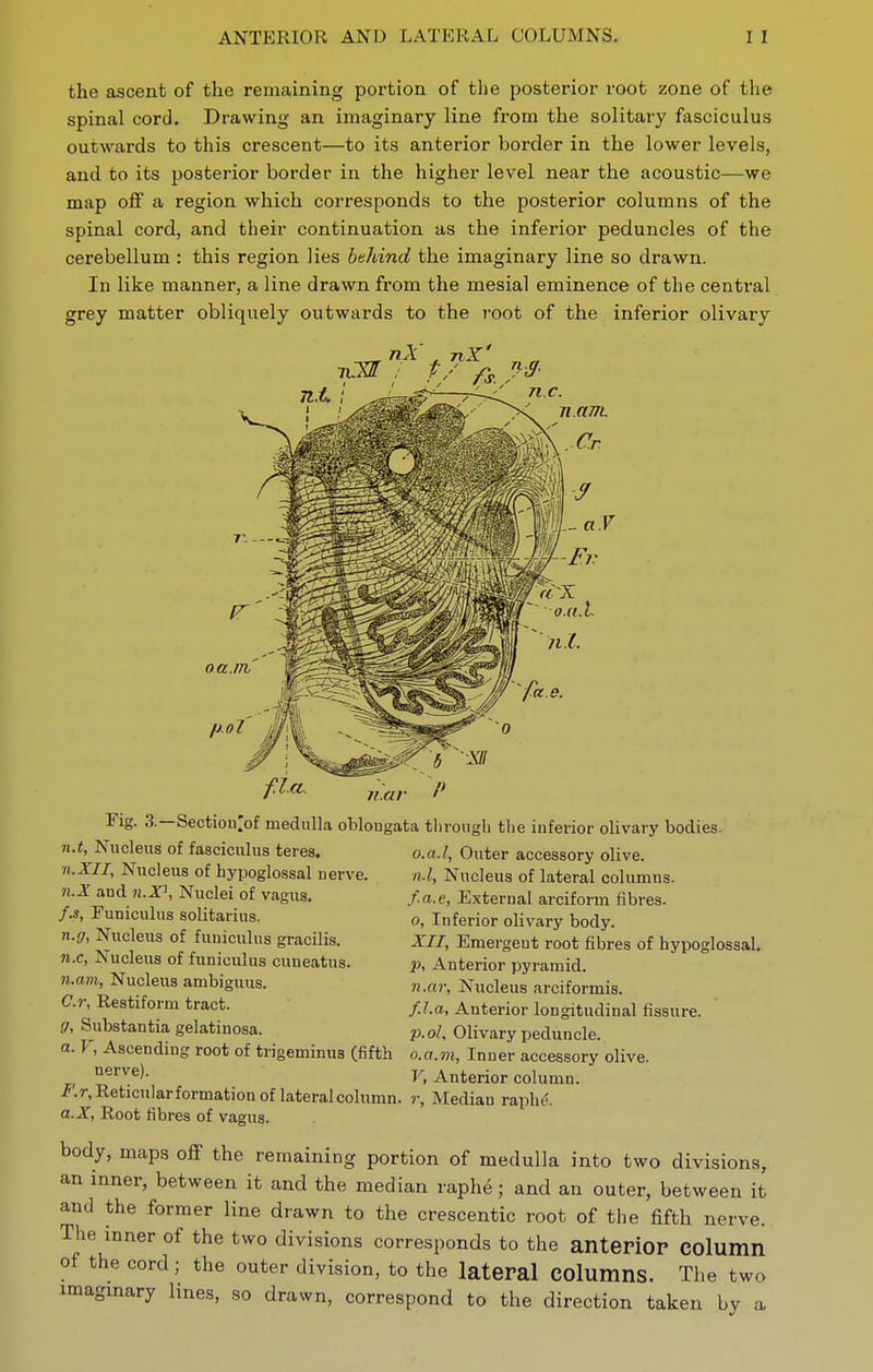 ANTERIOR AND LATERAL COLUMNS. the ascent of the remaining portion of the posterior root zone of the spinal cord. Drawing an imaginary line from the solitary fasciculus outwards to this crescent—to its anterior Vjorder in the lower levels, and to its posterior border in the higher level near the acoustic—we map off a region which corresponds to the posterior columns of the spinal cord, and their continuation as the inferior peduncles of the cerebellum : this region lies behind the imaginary line so drawn. In like manner, a line drawn from the mesial eminence of the central grey matter obliquely outwards to the root of the inferior olivary Section'of medulla oWougata tliroiigli the inferior olivary bodies. o.a.l. Outer accessory olive. Fig. 3 n.t. Nucleus of fasciculus teres. n.XII, Nucleus of hypoglossal uerve, n.X and Nuclei of vagus, /.s, Funiculus solitarius. n.g, Nucleus of funiculus gracilis, n.c, Nucleus of funiculus cuueatus. n.am. Nucleus ambiguus. C.r, Restiform tract. n.l. Nucleus of lateral columns, /.(i.e, External arciform fibres, o, Inferior olivary body. XII, Emergent root fibres of hypoglossal. Anterior pyramid. n.ar. Nucleus arciformis. f.l.a. Anterior longitudinal fissure. V.oU Olivary peduncle. o.a.m. Inner accessory olive. V, Anterior column. g. Substantia gelatinosa. a. V, Ascending root of trigeminus (fifth nerve). /'.r, Reticular formation of lateral column, r. Median raphe. a.X, Root fibres of vagus. body, maps off the remaining portion of medulla into two divisions, an inner, between it and the median raphe; and an outer, between it and the former line drawn to the crescentic root of the fifth nerve. The inner of the two divisions corresponds to the antepiOP Column of the cord; the outer division, to the lateral COlumnS. The two iraagmary Imes, so drawn, correspond to the direction taken by a