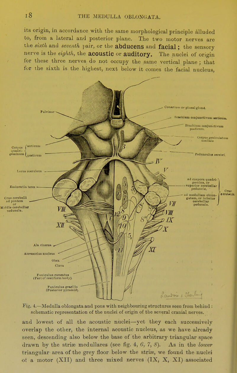 its origin, in accordance with the same morphological principle alluded to, from a lateral and posterior plane. The two motor nerves are the sixth and seventh pair, or the abducens and facial ; the sensory nerve is the eighth, the acOUStic or auditory. The nuclei of origin for these three nerves do not occupy the same vertical plane ; that for the sixth is the highest, next below it comes the facial nucleus. Pulvlnar Corpu. quadri- < eeminum (p^^^;^., Locus coerulevis — Emiueutia teres Cruft cerebelU lid pontem Middle cerebellar veduncU. Conarriitii or pineal glnnd. Kractiiom coujunctivuiu aoUcuia. Bnu.liiuni conjunctivum pObticiirn. U>ri'Un fc'eniciilatuiu iiiedialo Ptidunculiia cerebri. ad corpora quadrf- fremina. or -superior cerebellar I peduncle. id inedullam oblon- Gratam, or inferior cerebellar peduncle. Ala cinerea Accusorius nucleus Obex Clava Funiculus cuneatus (Part of restiform body). Funiculus gracilis (Posiorior pyramid). Fig. 4.—Medulla oblongata and pons with neighbouring structures seen from behind : schematic representation of the nuclei of origin of the several cranial nerves. and lowest of all the acoustic nuclei—yet they each successively overlap the other, the internal acoustic nucleus, as we have already seen, descending also below the base of the arbitrary triangular space drawn by the striaj medullares (see fig. 4, G, 7, S). As in the loiver triangular area of the grey floor below the strife, we found the nuclei ot a motor (XII) and three mixed nerves (IX, X, XI) associated