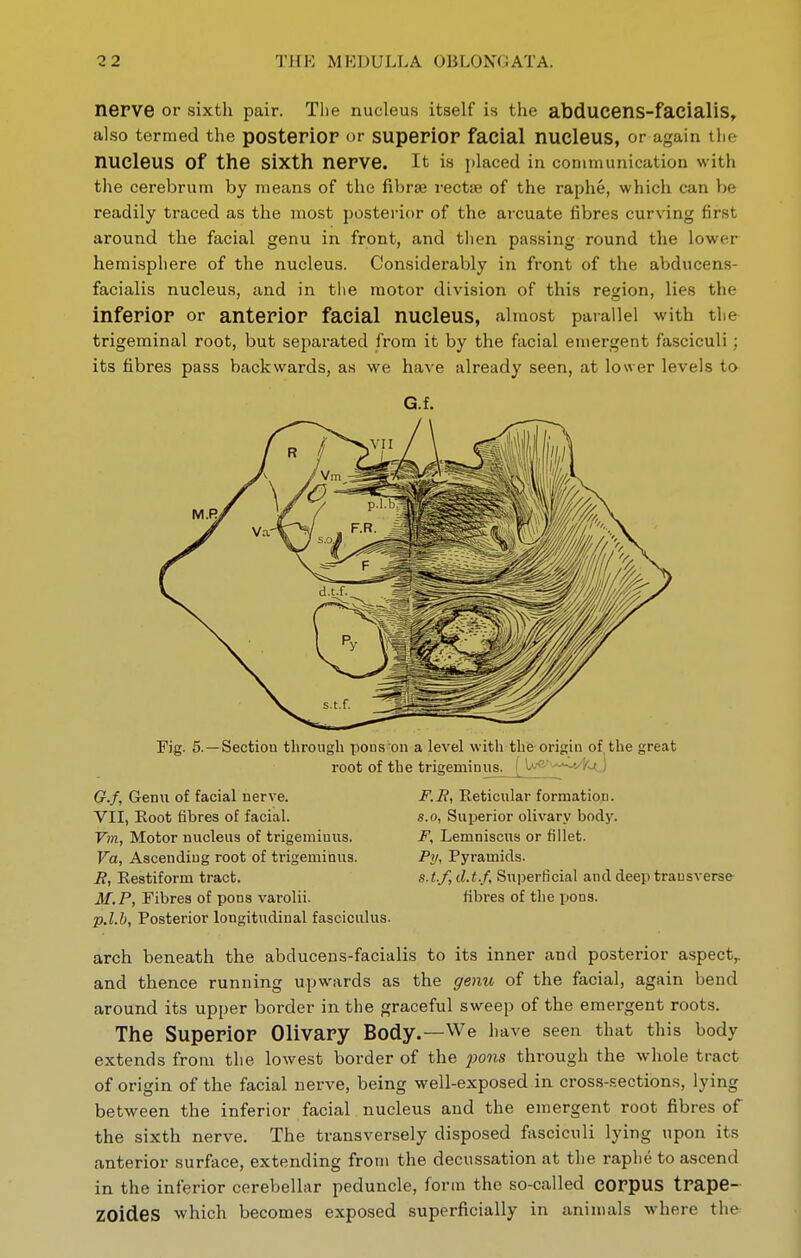 nerve or sixth pair. The nucleus itself is the abducens-facialis, also termed the posterior or superior facial nucleus, or again the nucleus of the sixth nerve. It is placed in coninumication with tlie cerebrum by means of the fibrae rectae of the raphe, which can be readily traced as the most posterior of the arcuate fibres curving first around the facial genu in front, and then passing round the lower hemisphere of the nucleus. Considerably in front of the abducens- facialis nucleus, and in tiie motor division of this region, lies the inferior or anterior facial nucleus, almost parallel with the trigeminal root, but separated from it by the facial emergent fasciculi; its fibres pass backwards, as we have already seen, at lower levels to Fig. 5. —Section through pons on a level with the origin of the great root of the trigeminus. I U-a'^^.''y<) G.f, Genu of facial nerve. VII, Koot fibres of facial. Vm, Motor nucleus of trigeminus. Va, Ascending root of trigeminus. i?, Restiform tract. M.P, Fibres of pons varolii. p.l.b. Posterior longitudinal fasciculus. F.H, Reticular formation. s.o, Superior olivary body. F, Lemniscus or fillet. Py, Pyramids. s.t.J] d.t.f. Superficial and deep transverse fibres of the pons. arch beneath the abducens-facialis to its inner and posterior aspect,, and thence running upwards as the gento of the facial, again bend around its upper border in the graceful sweep of the emergent roots. The Superior Olivary Body.—We have seen that this body extends from the lowest border of the ])ons through the whole tract of origin of the facial nerve, being well-exposed in cross-sections, lying between the inferior facial nucleus and the emergent root fibres of the sixth nerve. The transversely disposed f\isciciili lying upon its anterior surface, extending from the decussation at the raphe to ascend in the inferior cerebellar peduncle, form the so-called corpus trape- ZOides which becomes exposed superficially in animals where the