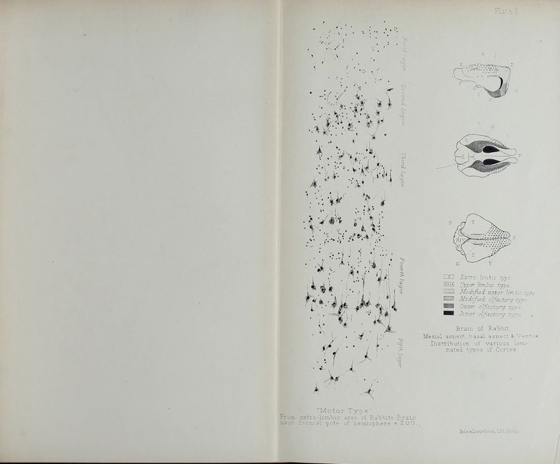 A ■5) 1 x ■ ■ 4. •■1 I # • II a  ft ) I i ■ 4 cm Extra limbic type. Ifejer T^T/TJe-. Modified upper lirribic type ^ffl Modified, olfactorif ti/rr ' Onter olfactory tyri^ ■■ Inner olfactory typ^ Brain of RablDit. Mesial aspect, basal aspect Vert DislTiTa-atioTi. of varioTis larcQ- na.ted tjrpes of Ccrtex ''Motor Typ e  Froiu sxtTa-limbic area of Rab^bitra Eraxn ■ite':<T f-rontsl po^e of ■hemispfiere, ?,0 0. Bale3<D3TDels£ori Ltd ScuVf