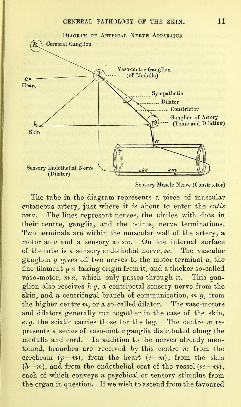 Diagram of Arterial Nerve Apparatus. Sensory Muscle Nerve (Constrictor) The tube in the diagram represents a piece of muscular cutaneous artery, just where it is about to enter the cutis vera. The lines represent nerves, the circles with dots in their centre, ganglia, and the points, nerve terminations. Two terminals are within the muscular wall of the artery, a motor at a and a sensory at sm. On the internal surface of the tube is a sensory endothelial nerve, se. The vascular ganglion g gives off two nerves to the motor terminal a, the fine filament g a taking origin from it, and a thicker so-called vaso-motor, m a, which only passes through it. This gan- glion also receives h g, a centripetal sensory nerve from the skin, and a centrifugal branch of communication, m g, from the higher centre m, or a so-called dilator. The vaso-motors and dilators generally run together in the case of the skin, e. g. the sciatic carries those for the leg. The centre m re- presents a series of vaso-motor ganglia distributed along the medulla and cord. In addition to the nerves already men- tioned, branches are received by this centre m from the cerebrum (p—m), from the heart (c—m), from the skin (h—m), and from the endothelial coat of the vessel (se—m), each of which conveys a psychical or sensory stimulus from the organ in question. If we wish to ascend from the favoured