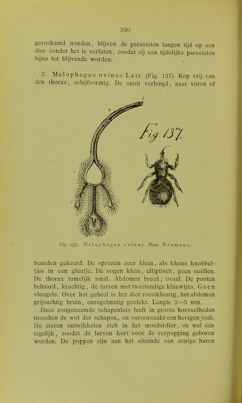 geroskamd worden, blijven de parasieten langen tijd op een dier zonder het te verlaten, zoodat zij van tijdelijke parasieten bijna tot blijvende worden. 2. Melophagus ovinus Latr. (Fig. 137). Kop vrij van den thorax, schijfvormig. De snuit verlengd, naar voren of Fig. 137. M clap hagu s ovinus. Naar Neumann. beneden gekeerd. De sprieten zeer klein, als kleine knobbel- tjes in een gleufje. De oogen klein, elliptisch, geen ocellen. De thorax tamelijk smal. Abdomen breed, ovaal. De pooten behaard, krachtig, de tarsen met tweetandige klauwtjes. Geen vleugels. Over het geheel is het dier roestkleurig, het abdomen grijsachtig bruin, onregelmatig gevlekt. Lengte 3—5 mm. Deze zoogenaamde schapenluis leeft in groote hoeveelheden tusschen de wol der schapen, en veroorzaakt een hevigen jeuk. De eieren ontwikkelen zich in het moederdier, en wel één tegelijk, zoodat de larven kort voor de verpopping geboren worden. De poppen zijn aan het uiteinde van ecnige haren