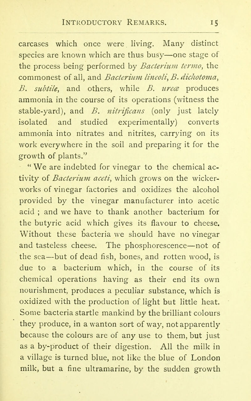 carcases which once were living. Many distinct species are known which are thus busy—one stage of the process being performed by Bacterium termo, the commonest of all, and Bacterium lineoli, B. dichotoma, B. subtile, and others, while B. urecz produces ammonia in the course of its operations (witness the stable-yard), and B. nitrificans (only just lately isolated and studied experimentally) converts ammonia into nitrates and nitrites, carrying on its work everywhere in the soil and preparing it for the growth of plants.  We are indebted for vinegar to the chemical ac- tivity of Bacterium aceti, which grows on the wicker- works of vinegar factories and oxidizes the alcohol provided by the vinegar manufacturer into acetic acid ; and we have to thank another bacterium for the butyric acid which gives its flavour to cheese. Without these bacteria we should have no vinegar and tasteless cheese. The phosphorescence—not of the sea—but of dead fish, bones, and rotten wood, is due to a bacterium which, in the course of its chemical operations having as their end its own nourishment, produces a peculiar substance, which is oxidized with the production of light but little heat. Some bacteria startle mankind by the brilliant colours they produce, in a wanton sort of way, not apparently because the colours are of any use to them, but just as a by-product of their digestion. All the milk in a village is turned blue, not like the blue of London milk, but a fine ultramarine, by the sudden growth