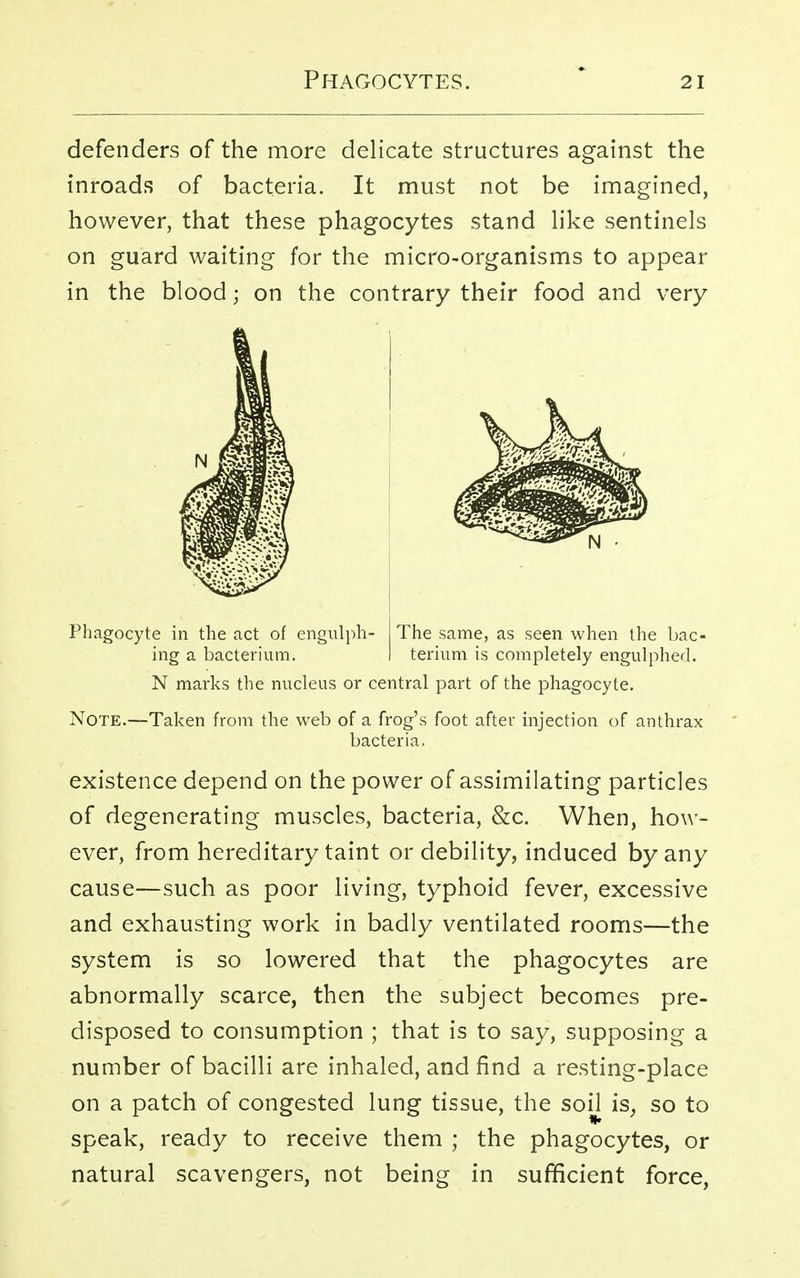 defenders of the more delicate structures against the inroads of bacteria. It must not be imagined, however, that these phagocytes stand like sentinels on guard waiting for the micro-organisms to appear in the blood; on the contrary their food and very Phagocyte in the act of engulph- ing a bacterium. The same, as seen when the bac- terium is completely engulphed. N marks the nucleus or central part of the phagocyte. Note.—Taken from the web of a frog's foot after injection of anthrax bacteria. existence depend on the power of assimilating particles of degenerating muscles, bacteria, &c. When, how- ever, from hereditary taint or debility, induced by any cause—such as poor living, typhoid fever, excessive and exhausting work in badly ventilated rooms—the system is so lowered that the phagocytes are abnormally scarce, then the subject becomes pre- disposed to consumption ; that is to say, supposing a number of bacilli are inhaled, and find a resting-place on a patch of congested lung tissue, the soil is, so to speak, ready to receive them ; the phagocytes, or natural scavengers, not being in sufficient force,