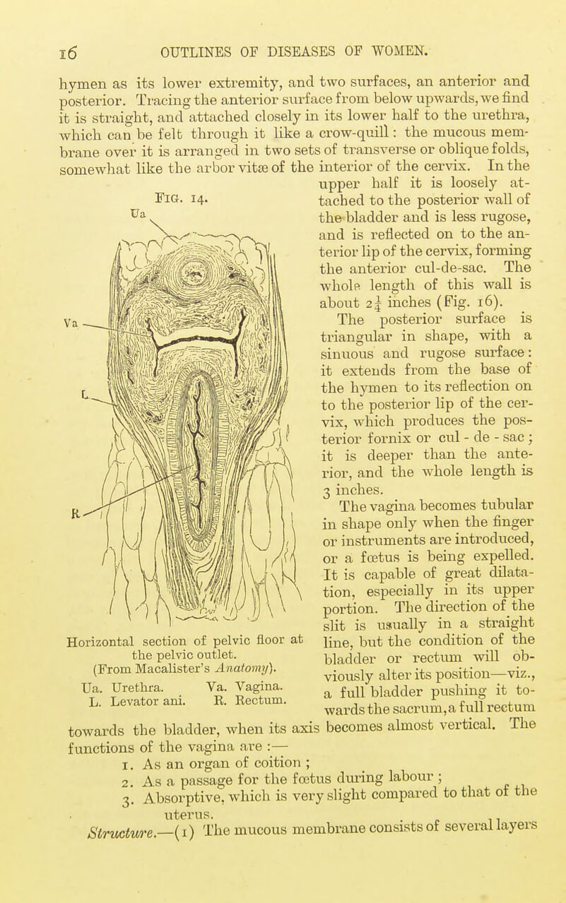 hymen as its lower extremity, and two surfaces, an anterior and posterior. Tracing the anterior surface from below upwards, we find it is straight, and attached closely in its lower half to the urethra, which can be felb through it like a crow-quill: the mucous mem- brane over it is arranged in two sets of transverse or oblique folds, somewhat like the arbor vitas of the interior of the cervix. In the upper half it is loosely at- tached to the posterior wall of the bladder and is less rugose, and is reflected on to the an- terior lip of the cervix, forming the anterior cul-de-sac. The whole length of this wall is about 25 inches (Fig. 16). The posterior surface is triangular in shape, with a sinuous and rugose surface: it extends from the base of the hymen to its reflection on to the posterior lip of the cer- vix, which produces the pos- terior fornix or cul - cle - sac ; it is deeper than the ante- rior, and the whole length is 3 inches. The vagina becomes tubular in shape only when the finger or instruments are introduced, or a foetus is being expelled. It is capable of great dilata- tion, especially in its upper portion. The direction of the slit is usually in a straight line, but the condition of the bladder or rectum will ob- viously alter its position—viz., a full bladder pushing it to- wards the sacrum,a full rectum towards the bladder, when its axis becomes almost vertical. The functions of the vagina are :— 1. As an organ of coition ; 2. As a passage for the foetus during labour ; 3. Absorptive, which is very slight compared to that of the uterus. Structure.—(1) The mucous membrane consists of several layers Horizontal section of pelvic floor at the pelvic outlet. (From Macalister's Anatomy). Ua. Urethra. Va. Vagina. L. Levator ani. E. Rectum.