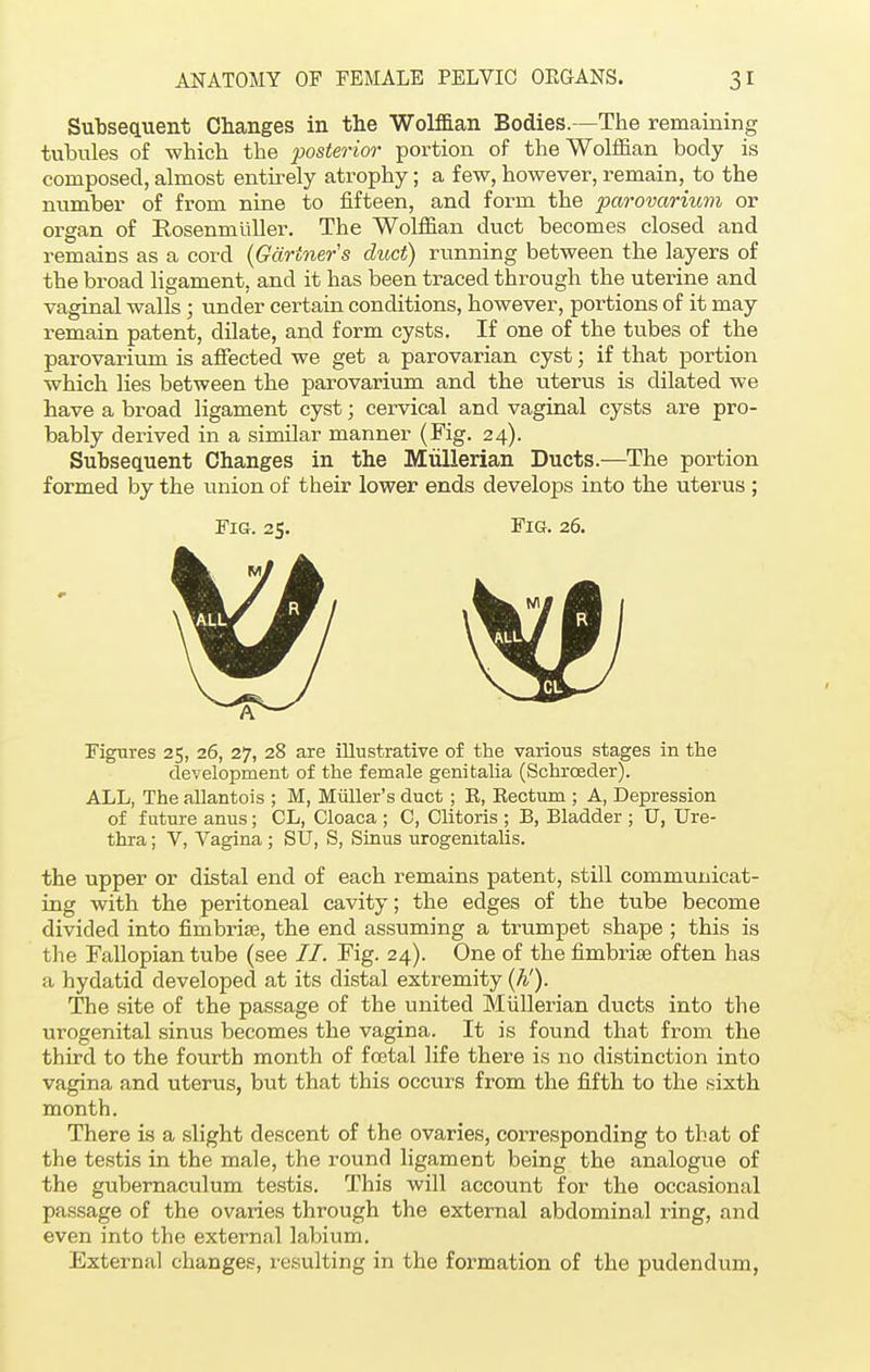 Subsequent Changes in the Wolffian Bodies.—The remaining tubules of -which the posterior portion of the Wolffian body is composed, almost entirely atrophy; a few, however, remain, to the number of from nine to fifteen, and form the parovarium or organ of Rosenmuller. The Wolffian duct becomes closed and remains as a cord (Gartner's duct) running between the layers of the broad ligament, and it has been traced through the uterine and vaginal walls ; under certain conditions, however, portions of it may remain patent, dilate, and form cysts. If one of the tubes of the parovarium is affected we get a parovarian cyst; if that portion which lies between the parovarium and the uterus is dilated we have a broad ligament cyst; cervical and vaginal cysts are pro- bably derived in a similar manner (Fig. 24). Subsequent Changes in the Miillerian Ducts.—The portion formed by the union of tbeir lower ends develops into the uterus ; Figures 25, 26, 27, 28 are illustrative of the various stages in the development of the female genitalia (Schrceder). ALL, The allantois ; M, Midler's duct ; E, Rectum ; A, Depression of future anus; CL, Cloaca ; C, Clitoris ; B, Bladder ; XI, Ure- thra ; V, Vagina ; SU, S, Sinus urogenitalis. the upper or distal end of each remains patent, still communicat- ing with the peritoneal cavity; the edges of the tube become divided into fimbria?, the end assuming a trumpet shape ; this is the Fallopian tube (see 77. Fig. 24). One of the fimbriae often has a hydatid developed at its distal extremity (h'). The site of the passage of the united Miillerian ducts into the urogenital sinus becomes the vagina. It is found that from the third to the fourth month of foetal life there is no distinction into vagina and uterus, but that this occurs from the fifth to the sixth month. There is a slight descent of the ovaries, corresponding to that of the testis in the male, the round ligament being the analogue of the gubernaculum testis. This will account for the occasional passage of the ovaries through the external abdominal ring, and even into the external labium. External changes, resulting in the formation of the pudendum, Fig. 25. Fig. 26.