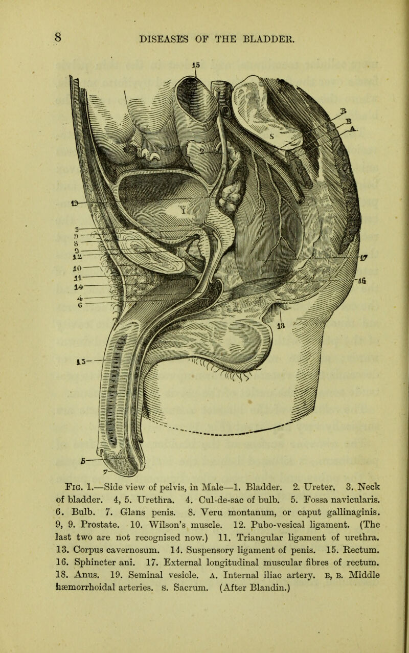 Fig. 1.—Side view of pelvis, in Male—1. Bladder. 2. Ureter. 3. Neck of bladder. 4, 5. Urethra. 4. Cul-de-sac of bulb. 5. Fossa navicularis. 6. Bulb. 7. Glans penis. 8, Veru montanum, or caput gallinaginis. 9, 9. Prostate. 10. Wilson's muscle. 12. Pubo-vesical ligament. (The last two are not recognised now.) 11. Triangular ligament of urethra. 13. Corpus cavernosum. 14. Suspensory ligament of penis. 15. Rectum. 16. Sphincter ani. 17. External longitudinal muscular fibres of rectum. 18. Anus. 19. Seminal vesicle, a. Internal iliac artery. B, B. Middle hsemorrhoidal arteries, s. Sacrum. (After Blandin.)