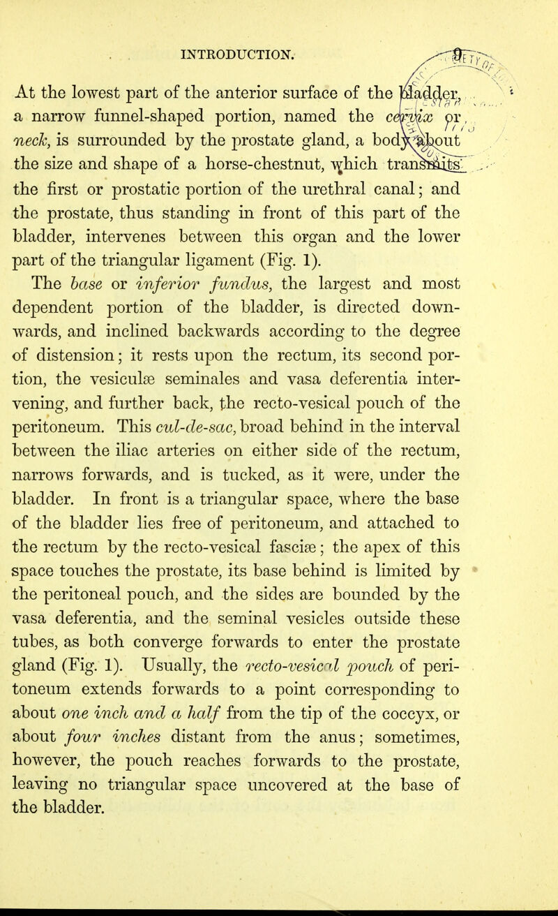 At the lowest part of the anterior surface of the Madder, a narrow funnel-shaped portion, named the ce!mx or neck, is surrounded by the prostate gland, a bodj^^^ut the size and shape of a horse-chestnut, i^hich transfiiitsl the first or prostatic portion of the urethral canal; and the prostate, thus standing in front of this part of the bladder, intervenes between this organ and the lower part of the triangular ligament (Fig. 1). The base or inferior fundus, the largest and most dependent portion of the bladder, is directed down- wards, and inclined backwards according to the degree of distension; it rests upon the rectum, its second por- tion, the vesiculse seminales and vasa deferentia inter- vening, and further back, the recto-vesical pouch of the peritoneum. This cul-de-sac, broad behind in the interval between the iliac arteries on either side of the rectum, narrows forwards, and is tucked, as it were, under the bladder. In front is a triangular space, where the base of the bladder lies free of peritoneum, and attached to the rectum by the recto-vesical fasciae; the apex of this space touches the prostate, its base behind is limited by the peritoneal pouch, and the sides are bounded by the vasa deferentia, and the seminal vesicles outside these tubes, as both converge forwards to enter the prostate gland (Fig. 1). Usually, the recto-vesic%l pouch of peri- toneum extends forwards to a point corresponding to about one inch and a half from the tip of the coccyx, or about four inches distant from the anus; sometimes, however, the pouch reaches forwards to the prostate, leaving no triangular space uncovered at the base of the bladder.