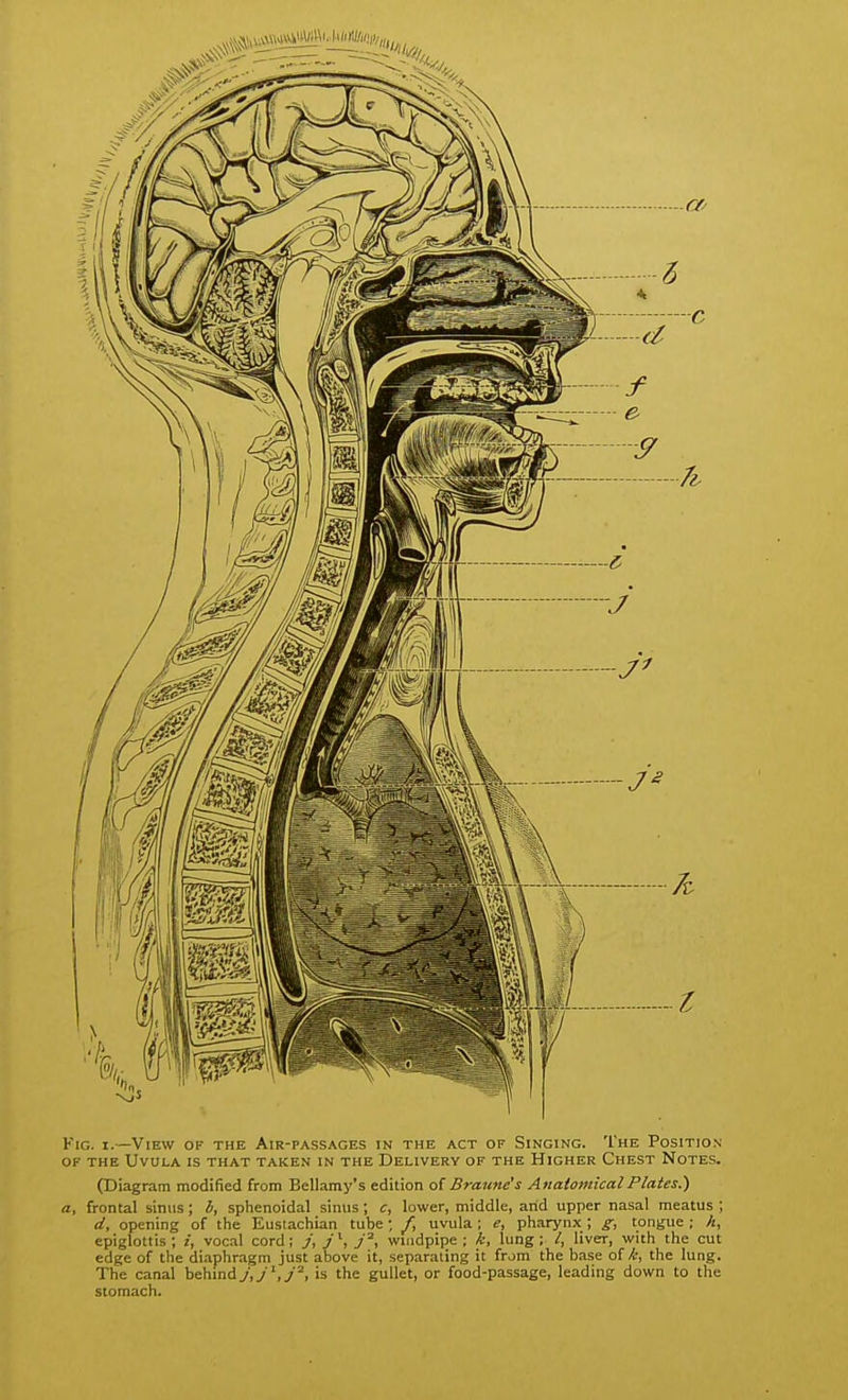 Fig. I.—View of the Air-passages in the act of Singing. The Position OF THE Uvula is that taken in the Delivery of the Higher Chest Notes. (Diagram modified from Bellamy's edition o{ B ratine's Anatomical Plates.) a, frontal sinus; b, sphenoidal sinus ; c, lower, middle, arid upper nasal meatus ; d, opening of the Eustachian tube; /, uvula ; e, pharynx ; g;, tongue ; h, epiglottis ; /, vocal cord; j, j \ j^, windpipe ; k, lung ; /, liver, with the cut edge of the diaphragm just above it, separating it from the base of/i, the lung. The canal behind J,j\j^, is the gullet, or food-passage, leading down to the stomach.