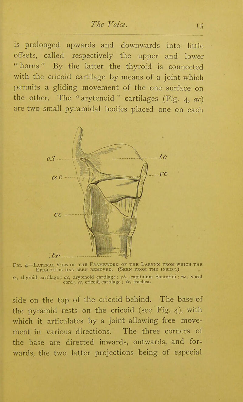 is prolonged upwards and downwards into little offsets, called respectively the upper and lower  horns. By the latter the thyroid is connected with the cricoid cartilage by means of a joint which permits a gliding movement of the one surface on the other. The  arytenoid  cartilages (Fig. 4, ac) are two small pyramidal bodies placed one on each Fig. 4.—Lateral View of the Framework of the Larynx from which the Epiglottis has been removed. (Seen from the insidk.) tc, thyroid cartilage ; ac, arytenoid cartilage; cS, capitulura Santorini; vc, vocal cord ; cc, cricoid cartilage ; tr, trachea. side on the top of the cricoid behind. The base of the pyramid rests on the cricoid (see Fig. 4), with which it articulates by a joint allowing free move- ment in various directions. The three corners of the base are directed inwards, outwards, and for- wards, the two latter projections being of especial
