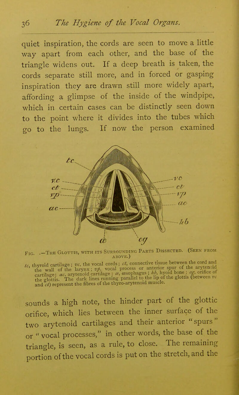 quiet inspiration, the cords are seen to move a little way apart from each other, and the base of the triangle widens out. If a deep breath is taken, the cords separate still more, and in forced or gasping inspiration they are drawn still more widely apart, affording a glimpse of the inside of the windpipe, which in certain cases can be distinctly seen down to the point where it divides into the tubes which go to the lungs. If now the person examined Fig .-The Glottis, with its Surrounding Parts Dissected. (Seen from ABOVE.) tc thvroid cartilage ; vc. the vocal cords ; ct, connective tissue between the cord and ' the wall of the larynx ; vp, vocal process or anterior spur of the arytenoid cartilage; ac, arytenoid cartilage : cc, oesophagus ; hb, hyoid bone : og orifice of the glottis. The dark lines running parallel to the hp of the glottis Cbetween vc and represent the fibres of the thyro-arytenoid muscle. sounds a high note, the hinder part of the glottic orifice, which lies between the inner surface of the two arytenoid cartilages and their anterior spurs or  vocal processes, in other words, the base of the triangle, is seen, as a rule, to close. The remaining portion of the vocal cords is put on the stretch, and the