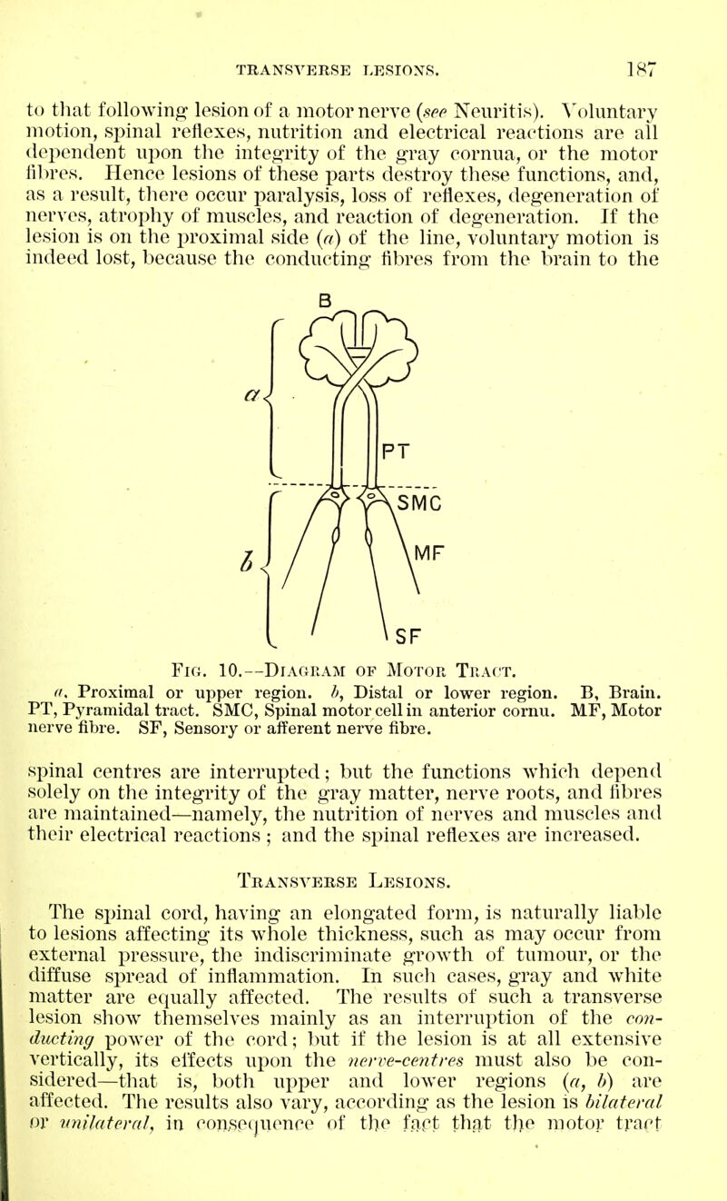 to tliat following lesion of a motor nerve (w^ Neuritis), ^'oluntary motion, sj^inal reflexes, nutrition and electrical reactions are all dependent upon the inteo-rity of the gray cornua, or the motor fibres. Hence lesions of these parts destroy these functions, and, as a result, there occur paralysis, loss of reflexes, degeneration of nerves, atrophy of muscles, and reaction of degeneration. If the lesion is on the proximal side (a) of the line, voluntary motion is indeed lost, because the conducting fibres from the brain to the B Fio. 10.—DiAORAM OF Motor Tract. ft. Proximal or upper region. /», Distal or lower region. B, Brain. PT, Pyramidal tract. SMC, Spinal motor cell in anterior cornu. MF, Motor nerve fibre. SF, Sensory or afferent nerve fibre, spinal centres are interrupted; but the functions which depend solely on the integrity of the gray matter, nerve roots, and fibres are maintained—namely, the nutrition of nerves and muscles and their electrical reactions ; and the spinal reflexes are increased. Transverse Lesions. The spinal cord, having an elongated form, is naturally liable to lesions affecting its whole thickness, such as may occur from external i)ressure, the indiscriminate growth of tumour, or the diffuse spread of inflammation. In sucli cases, gray and white matter are equally affected. The results of such a transverse lesion show themselves mainly as an interrux)tion of the 0072- ducting power of the cord; but if the lesion is at all extensive vertically, its effects upon the uerve-cejitres must also be con- sidered—that is, both upper and lower regions {a, h) are affected. The results also vary, according as the lesion is bilateral or nnilaterah in con.secjuence of the fapt that t])e motor tract