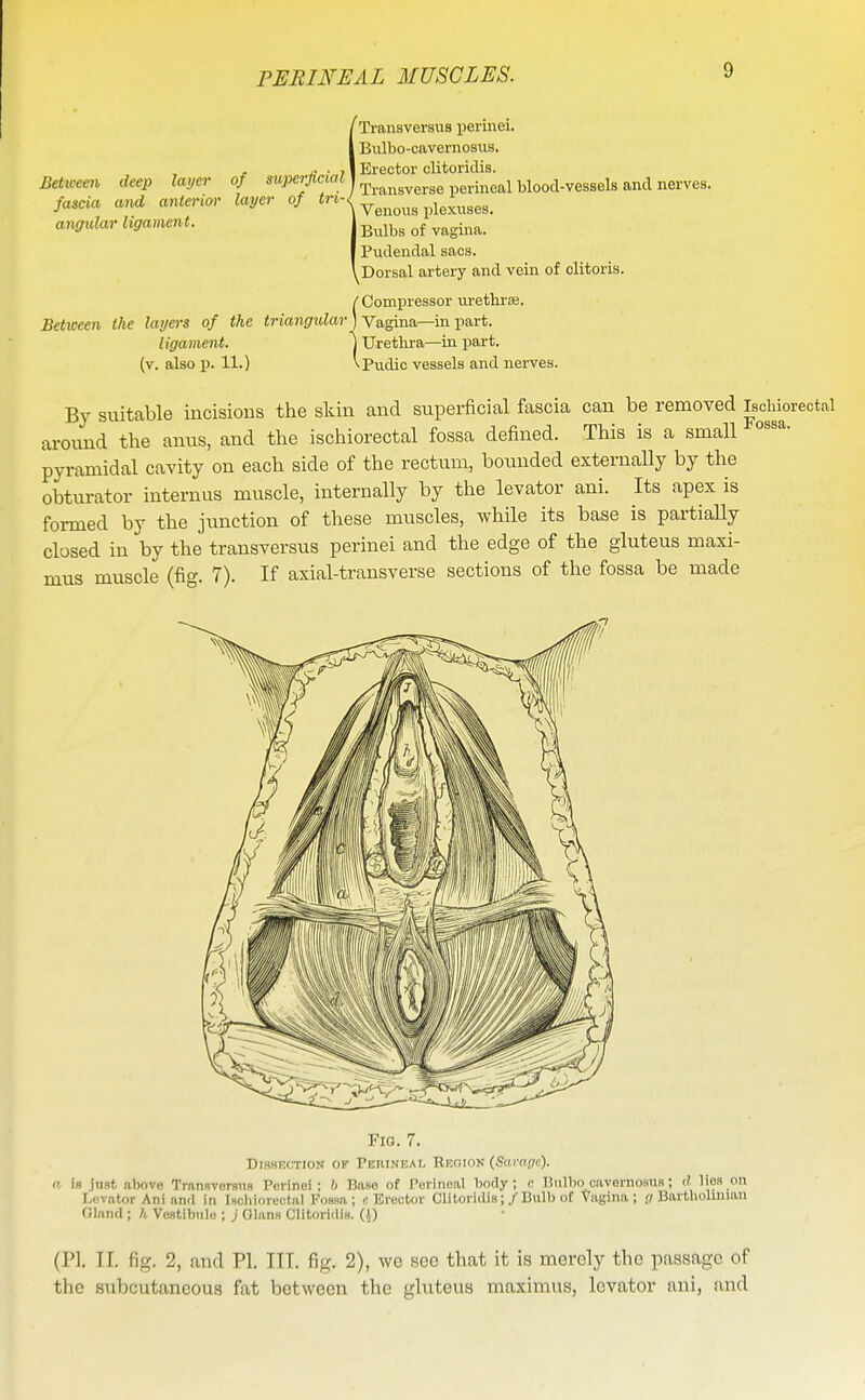 Between deep layer fascia and anteriw angular ligament. of superficial layer of tri- f Transveraiis perinei. 1 Bulbo-cavernosvis. Erector clitoridis. ' Transverse perineal blood-vessels and nerves. 1 Venous plexuses. Bulbs of vagina. Pudendal sacs. i Dorsal artery and vein of clitoris. {Compressor urethrse. Vagina—in part. Urethra—in part. ^.. ^ , Pudio vessels and nerves. By suitable incisions the skin and superficial fascia can be removed ischiorectal around the anus, and the ischiorectal fossa defined. This is a small pyramidal cavity on each side of the rectum, bounded externally by the obturator internus muscle, internally by the levator ani. Its apex is formed by the junction of these muscles, Avhile its base is partially closed in by the transversus perinei and the edge of the gluteus maxi- mus muscle (fig. 7). If axial-transverse sections of the fossa be made Fig. 7. DlSSKCTION Olf PEniNEM. BROION (&irfl/7e). a is jnst above Trannvorsns Porinei ; ISase of Perineal body ; n Bulbo cavornosus; d lies on Levator Ani and In Ischiorectal l''o8sa ; i! Erector Clitoridis;/Bulb of Vagina; (7 UarthoUnian Olnnd ; h Vestibule ; j Glans Clitoridis. (j) (PI. II. fig. 2, and PI. III. fig. 2), we sec that it is merely the passage of the subcutaneous fat between the gluteus maximus, levator ani, and