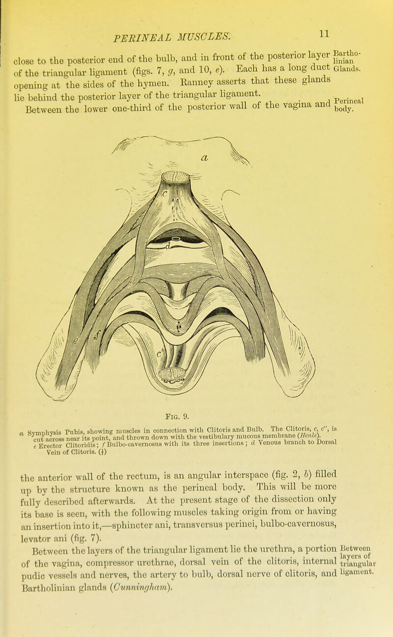 close to the posterior end of the bulb, and in front of the posterior layer Bartho- of the triang-ular ligament (figs. 7, g, and 10, Each has a long duct gWs. opening at the sides of the hymen. Ranney asserts that these glands lie behind the posterior layer of the triangular ligament. v^^^n^^i Between the lower one-third of the posterior wall of the vagina and ^^^^ the anterior wall of the rectum, is an angular interspace (fig. 2, b) filled up by the structure known as the perineal body. This will be more fully described afterwards. At the present stage of the dissection only its base is seen, with the following muscles taking origin from or having an insertion into it,—sphincter ani, transversus perinei, bulbo-cavernosus, levator ani (fig. 7). Between the layers of the triangular ligament lie the urethra, a portion ^^^JJ^^^^'J of the vagina, compressor urethrae, dorsal vein of the clitoris, internal triangular pudic vessels and nerves, the artery to bulb, dorsal nerve of clitoris, and ligament. Bartholinian glands {Cunningham).