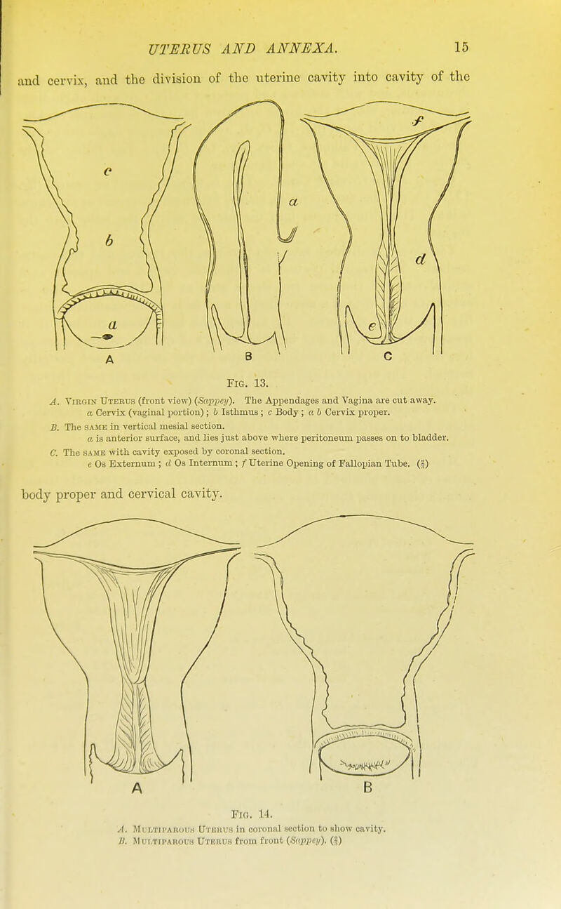 and cervix, and the division of the uterine cavity into cavity of the Fig. 13. A. ViRom TJtekus (front view) {Sappey). The Appendages and Vagina are cut away. a Cervix (vaginal portion) ; 6 Istlimus ; c Body ; a b Cervix proper. B. The SAME in vertical mesial section. a is anterior surface, and lies just above where peritoneum passes on to bladder. C. The SAME with cavity exposed by coronal section. e Os Externum ; d Os Internum ; / Uterine Opening of Fallopian Tube. (5) body proper and cervical cavity. Fio. 14. A. MuLTiPAROUS Utehuh in coronal section to show cavity. ]}. Mui.TiPAROU.s Uterus from front {Sappey). (ij)