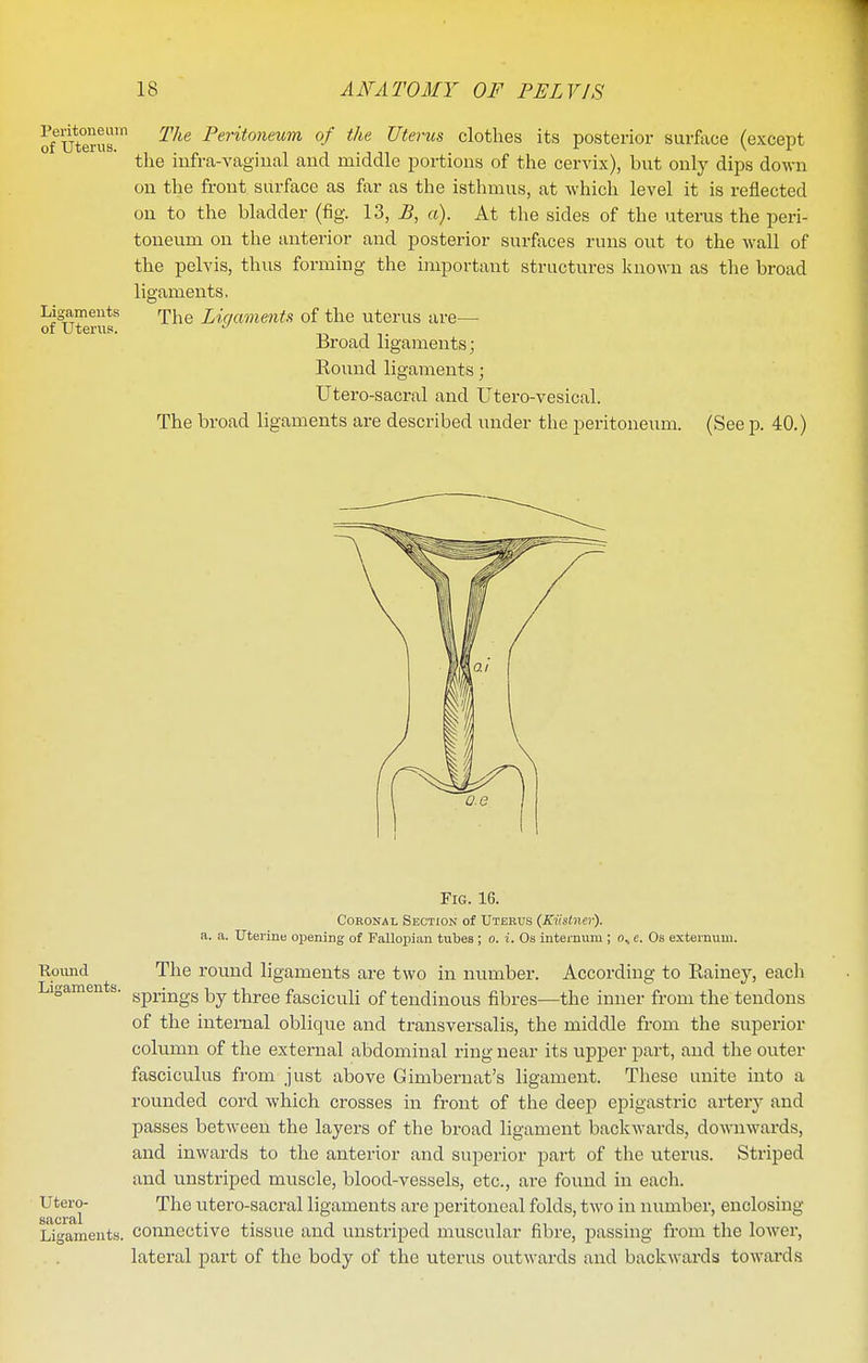 Peritoneum of Utems. Ligaments of Uterus. The Peritoneum of the Uterus clothes its posterior surface (except the iufra-vagiual and middle portions of the cervix), but only dips down on the front surface as far as the isthmus, at which level it is reflected on to the bladder (fig. 13, a). At the sides of the uterus the peri- toneum on the anterior and posterior surfaces runs out to the wall of the pelvis, thus forming the important structures Icnown as the broad ligaments. Tlie Ligaments of the uterus are— Broad ligaments; Round ligaments; Utero-sacral and Utero-vesical. The broad ligaments are described under the peritoneum. (See p. 40.) Fig. 16. Coronal Section of Uterus (Kiistner). a. a. Uterintj opening of Fallopian tubes ; o. i. Os internum ; e. Os externum. Round The round ligaments are two in number. According to Rainey, each ° ' springs by three fasciculi of tendinous fibres—the inner from the tendons of the internal oblique and transversalis, the middle from the superior column of the external abdominal ring near its upper part, and the outer fasciculus from just above Gimbernat's ligament. These unite into a rounded cord which crosses in front of the deep epigastric artery and passes between the layers of the broad ligament backwards, downwards, and inwards to the anterior and superior part of the uterus. Striped and unstriped muscle, blood-vessels, etc., are found in each. Utero- The utero-sacral ligaments are peritoneal folds, two in number, enclosing Ligaments, connective tissue and unstriped muscular fibre, passing from the lower, lateral part of the body of the uterus outwards and backwards towai'ds