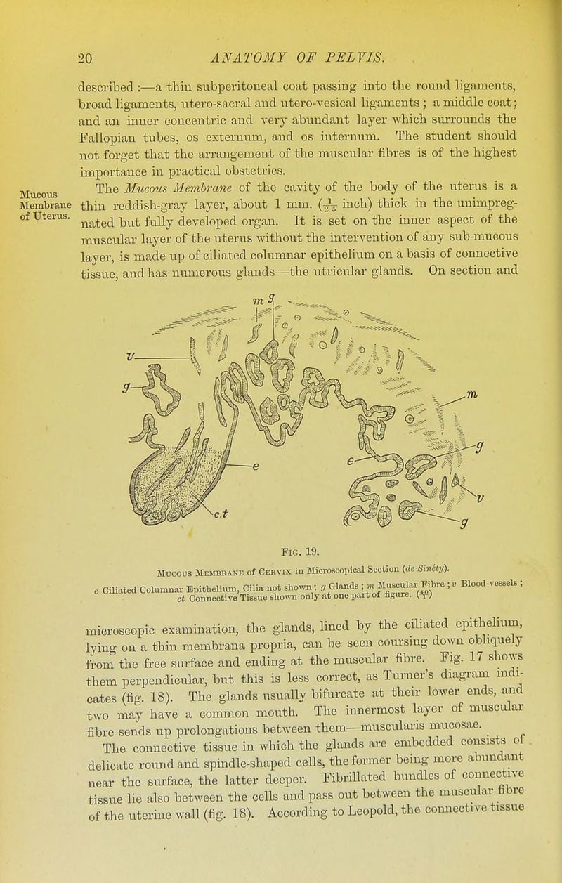 described :—a thin subperitoneal coat passing into the round ligaments, broad ligaments, utero-sacral and utero-vesical ligaments ; a middle coat; and an inner concentric and very abundant layer which surrounds the Fallopian tubes, os externum, and os internum. The student should not forget that the arrangement of the muscular fibres is of the highest importance in practical obstetrics. Mucous ^^^ Mucous Membrane of the cavity of the body of the uterus is a Membrane thin reddish-gray layer, about 1 mm. (3^5- inch) thick in the unimpreg- of Uterus. ^^.^^^^ fj^^y developed organ. It is set on the inner aspect of the muscular layer of the uterus without the intervention of any sub-mucous layer, is made up of ciliated columnar epithelium on a basis of connective tissue, and has numerous glands—the utricular glands. On section and Fig. 19. Mucous Membrane of Cervix in Microscopical Section (cle Sinit]/). c Ciliated Columnar Epithelium, Cilia not shown ; r/ Glands ; m Musclar Fihre ;^ Blood-v ct Connective Tissue shown only at one part of figure. ^ microscopic examination, the glands, lined by the ciliated epithelium, lying on a thin membrana propria, can be seen coursmg down obliquely from the free surface and ending at the muscular fibre. Fig. 17 sho^^^ them perpendicular, but this is less correct, as Turner's diagram indi- cates (fio-. 18). The glands usually bifurcate at their lower ends, and two may have a common mouth. The innermost layer of muscular fibre sends up prolongations between them—muscularis mucosae. The connective tissue in which the glands are embedded consists ot delicate round and spindle-shaped cells, the former being more abundant near the surface, the latter deeper. Fibrillated bundles of connective tissue lie also between the cells and pass out between the muscular fibre of the uterine wall (fig. 18). According to Leopold, the connective tissue