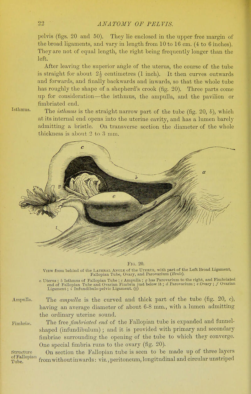 Isthmus. pelvis (figs. 20 and 50). They lie enclosed in the upper free margin of the broad ligaments, and vary in length from 10 to 16 cm. (4 to 6 inches). They are not of equal length, tlie right being frequently longer than the left. After leaving the superior angle of the uterus, the course of the tube is straight for about 2J centimetres (1 inch). It then curves outwards and forwards, and finally backwards and inwai-ds, so that the whole tube has roughly the shape of a shepherd's crook (fig. 20). Three parts come up for consideration—the isthmus, the ampulla, and the pavilion or fimbriated end. The isthmus is the straight narrow part of the tube (fig. 20, 6), which at its internal end opens into the uterine cavity, and has a lumen barely admitting a bristle. On transverse section the diameter of the whole thickness is about 2 to ?> mm. Fig. 20. View from behind of the Lateral Angle of the Uterus, with part of tlie Left Broad Ligament, Falloijian Tube, Ovary, and Parovarium (Henle). a Uterus ; h Isthmus of Fallopian Tube ; c Ampulla ; (i has Parovarium to the right, and Fimbriated end of Fallopian Tube and Ovarian Fimbria just below it; d Parovarium ; e Ovary ; / Ovarian Ligament; i Infundibulo-pelvic Ligament. {{) AmpnUii. The ampulla is the curved and thick part of the tube (fig. 20, c), having an average diameter of about 6-8 mm., with a lumen admitting the ordinary uterine sound. Fimbria;. The tree fimbriated end of the Fallopian tube is expanded and funnel- shaped (infundibulum); and it is provided with primary and secondary fimbriae surrounding the opening of the tube to Avhich they converge. One special fimbria runs to the ovary (fig. 20). Structm-e On section the Fallopian tube is seen to be made up of three layers Tube!^°^ from without inwards: viz., peritoneum, longitudinal and circular unstriped