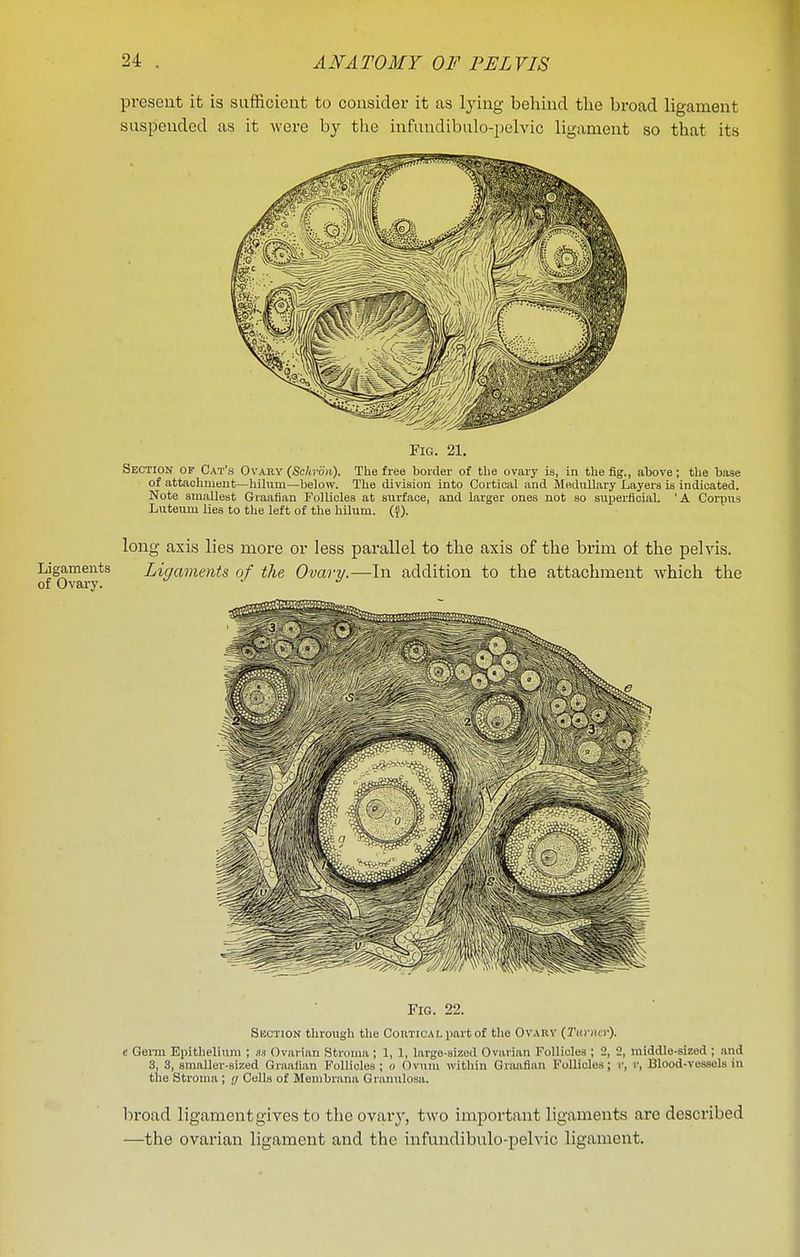 present it is sufRcicnt to consider it as lying behind the broad ligament suspended as it were by the infundibiilo-pelvic ligament so that its Fig. 21. Section of Cat's Ovauy (Sclirou). The free border of the ovary is, in the fig., above; the base of attachment—hihim—below. The division into Cortical and Medullary Layers is indicated. Note smallest Graafian Follicles at surface, and larger ones not so superfloial. 'A Corpus Luteum lies to the left of the hUum. ({). long axis lies more or less parallel to the axis of the brim of the pelvis. Ligaments Ligaments of the Ovary.—In addition to the attachment which the of Ovary. Fig. 22. Section through the ConTiCALiiartof the Ovarv {THrnvr). e Germ Epithelium ; ss Ovarian Stroma ; 1, 1, large-sized Ovarian Follicles ; 2, 2, middle-sized ; and 3, 3, smaller-sized Graafian Follicles ; o Ovum within Graafian Follicles; r, r, IBlood-vessels in the Stroma ; g Cells of Membrana Granulosa. broad ligament gives to the ovary, two important ligaments are described —the ovarian ligament and the infundibulo-pelvic ligament.