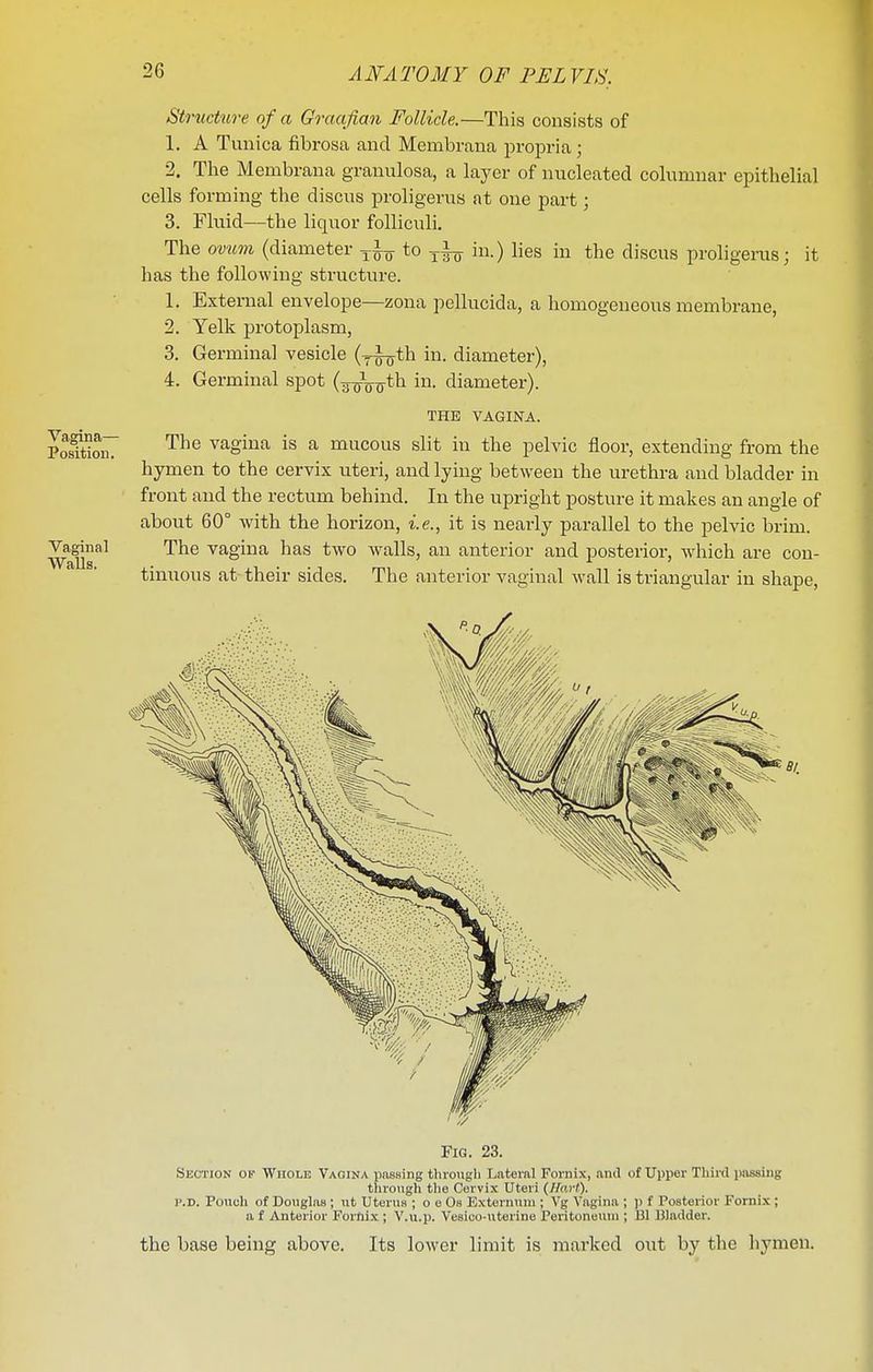 Vagina— Position. Vaginal WaUs. Struchire of a Graafian Follicle.—This consists of 1. A Tunica fibrosa and Membrana propria ; 2. The Membrana granulosa, a layer of nucleated columnar epithelial cells forming the discus proligerus at one part; 3. Fluid—the liquor foUiculi. The ov^im (diameter to ^-1^ in.) lies in the discus proligerus; it has the following structure. 1. External envelope—zona pellucida, a homogeneous membrane, 2. Yelk protoplasm, 3. Germinal vesicle (y^th in. diameter), 4. Germinal spot (^^^^th in. diameter). THE VAGINA. The vagina is a mucous slit in the pelvic floor, extending from the hymen to the cervix uteri, and lying between the urethra and bladder in front and the rectum behind. In the upright posture it makes an angle of about 60° with the horizon, i.e., it is nearly parallel to the pelvic brim. The vagina has two walls, an anterior and posterior, which are con- tinuous at their sides. The anterior vaginal wall is triangular in shape. Fig. 23. Section op Whole Vaoina passing through Lateral Fornix, and of Upper Thin! passing through tlie Cervix Uteri (Hart). p.D. Pouch of Douglas ; ut Uterus ; o e Os Externum ; Vg Vagina ; p f Posterior Fornix; a f Anterior Fornix ; V.u.p. Vesico-uterine Peritoneum ; 131 UJadder. the base being above. Its lower limit is marked out by the hymen.
