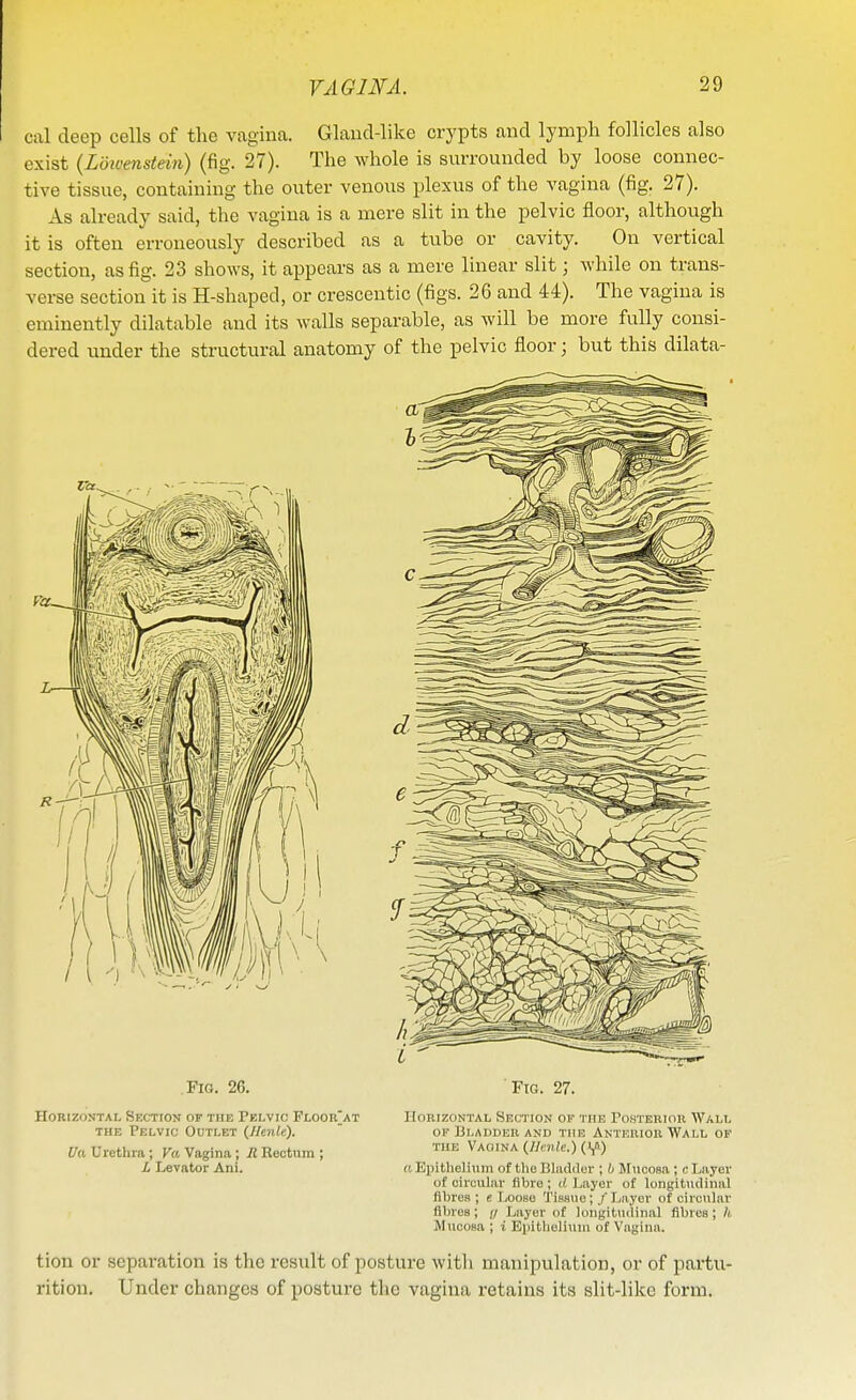 cal deep cells of the vagina. Glaud-like crypts and lymph follicles also exist (Loiuenstein) (fig. 27). The whole is surrounded by loose connec- tive tissue, containing the outer venous plexus of the vagina (fig. 27). As already said, the vagina is a mere slit in the pelvic floor, although it is often erroneously described as a tube or cavity. On vertical section, as fig. 23 shows, it appears as a mere linear slit; while on trans- verse section it is H-shaped, or crescentic (figs. 26 and 44). The vagina is eminently dilatable and its walls separable, as will be more fully consi- dered xmder the structural anatomy of the pelvic floor; but this dilata- FiG. 26. Fig. 27. Horizontal Section of the Pelvic Floor'at Horizontal Suction of the Pohterior Wall THE Pelvic Outlet (Ilenle). ~ of Ui.adder and the Anteriou Wall of [/a Urethra ; Va Vagina ; R Rootum ; ^^^''^A (Henlc.) (S»-) I Levator Aiii. a Epitlioliiini of the Bhidiler ; h >riicoBa ; c Layer of circuhir fibre ; (( Layer of longitudinal fibres ; c Loose Tissue; / Layer of circular fibres; i; Layer of longitiulinal fibres; /( Mucosa ; i Eiiitlielium of Vagina. tion or separation is the result of posture witli manipulation, or of partu- rition. Under changes of posture the vagina retains its slit-like form.
