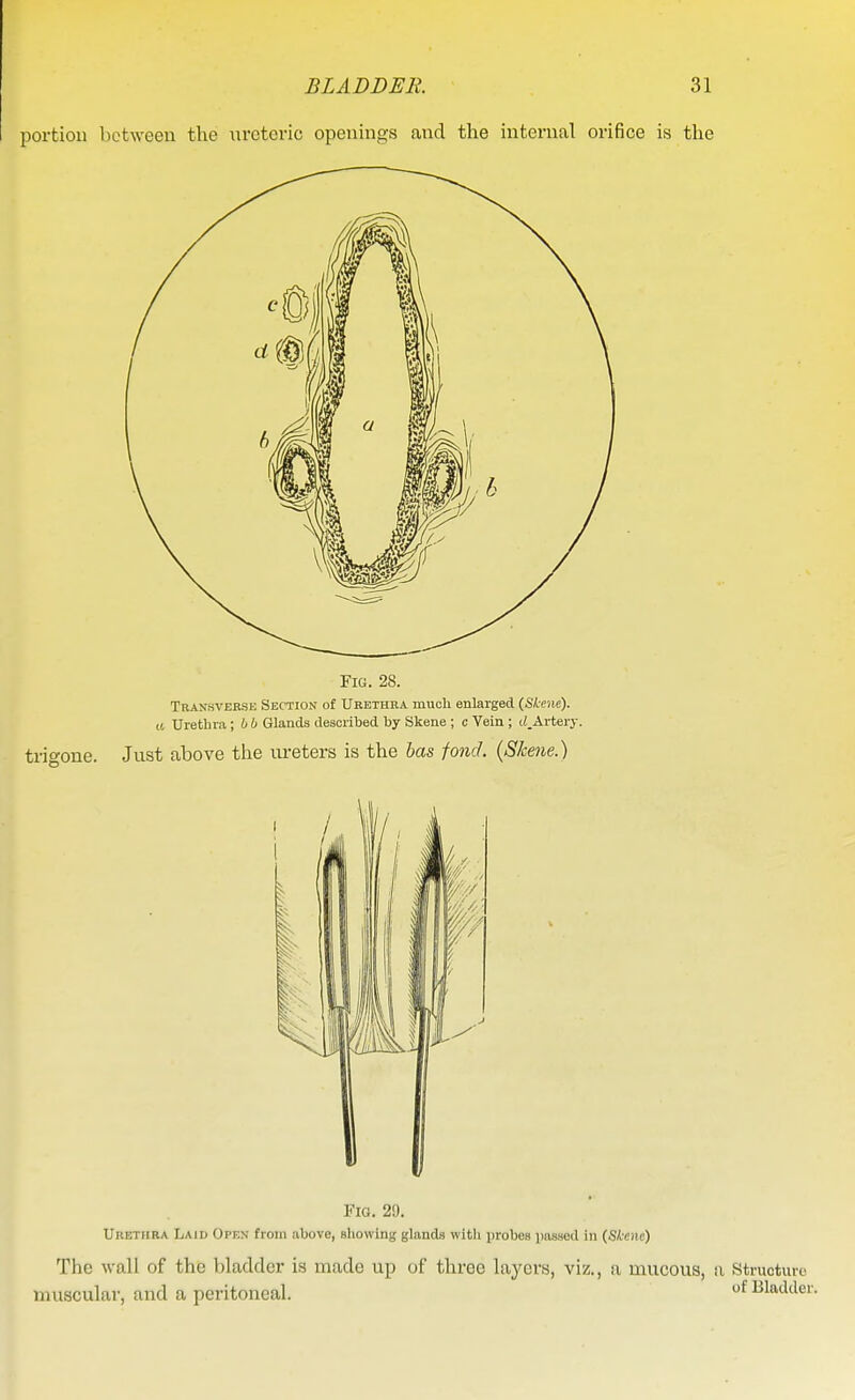 portion between the ureteric openings and the internal orifice is the Fig. 28. Transverse Section of Urethra much enlarged {Skene). (t Uretbra; 6 b Glands described by Skene ; c Vein ; ((^Arterj-. trigone. Just above the ureters is the has fond. {Skene.) Fig. 29. Urethra Laid Open from above, showing glands with probes jjassed in {Skme) The wall of the bladder is made up of three layers, viz., a mucous, a Structure muscular, and a peritoneal. of Bladder