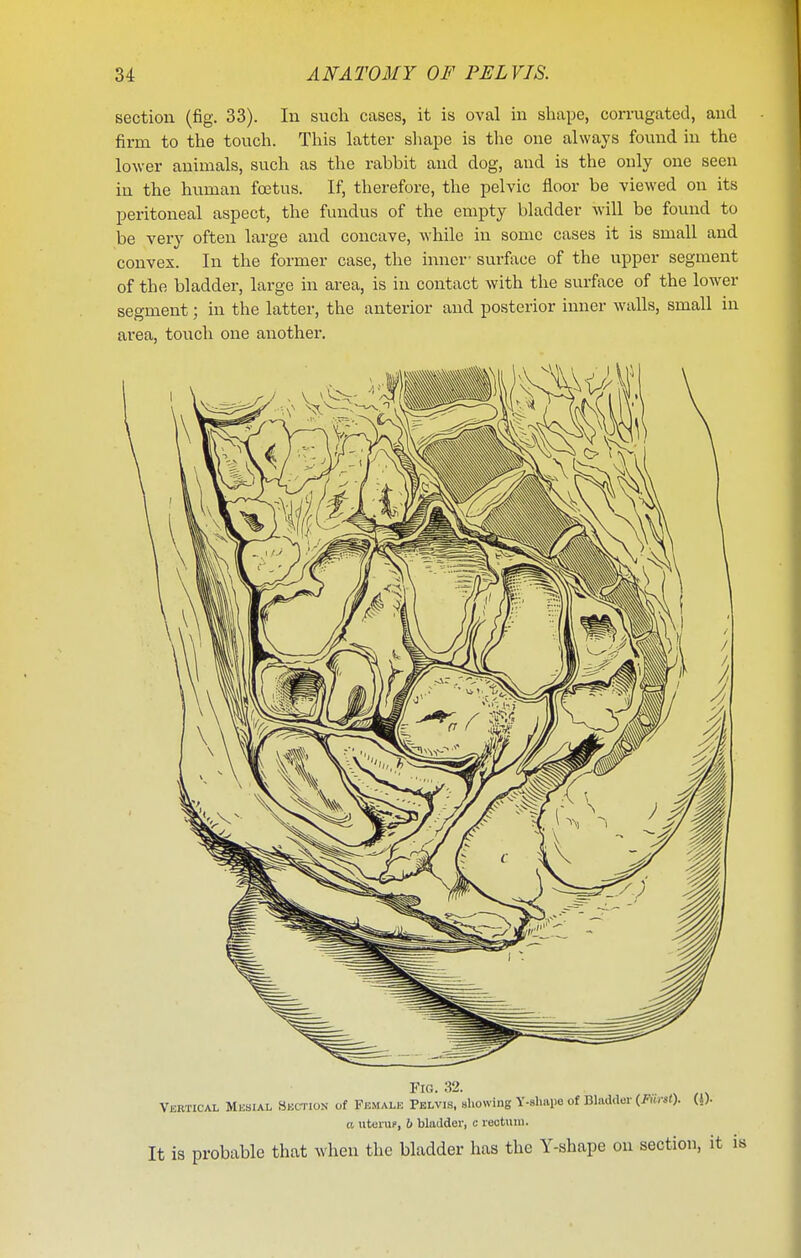 section (fig. 33). In such cases, it is oval in shape, corrugated, and firm to the touch. This latter shape is the one always found in the lower animals, such as the rabbit and dog, and is the only one seen in the human fetus. If, therefore, the pelvic floor be viewed on its peritoneal aspect, the fundus of the empty bladder will be found to be very often large and concave, while in some cases it is small and convex. In the former case, the inner- surface of the upper segment of the bladder, large in area, is in contact with the surface of the lower segment; in the latter, the anterior and posterior inner walls, small in area, touch one another. Fig. 32. Vertical Mesial 8kction of Female Pelvis, sliowing Y-slmiie of Bladder {FmU). (J). a uteiuf, b bladder, c rectuui. It is probable that when the bladder has the Y-shape on section, it is