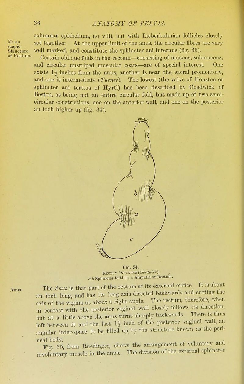 Jlicro- scopie Structm-e of Rectum. columnar epithelium, no villi, but with Lieberkuhuian follicles closely set together. At the upper limit of the anus, the circular fibres are very well marked, aud constitute the sphincter ani internus (fig. 35). Certain oblique folds in the rectum—consisting of mucous, submucous, and circular unstriped muscular coats—are of special interest. One exists 1^ inches from the anus, another is near the sacral promontoiy, and one is intermediate (Turner). The lowest (the valve of Houston or sphincter ani tertius of Hyrtl) has been described by Chadwick of Boston, as being not an entire circular fold, but made up of two semi- circular constrictions, one on the anterior wall, and one on the posterior an inch higher up (fig. 34). Anus. Fig. 34. Redtum Inflated (Chadwick). ^ a b Siihincter tei tiiis; c Ampulla of Rectum. The Anus is that part of the rectum at its external orifice. It is about an inch long, and has its long axis directed backwards and cuttmg the axis of the vagina at about a right angle. The rectum, therefore, Avhen in contact with the posterior vaginal wall closely follows its direction, but at a little above the anus turns sharply backwards. There is thus left between it and the last 1^ inch of the posterior vaginal wall, an angular inter-space to be filled up. by the structure known as the pen- neal body. <. t . a Fio- 35 from Ruedingcr, shows the arrangement of voluntary and involuntar'y muscle in the anus. The division of the external sphincter